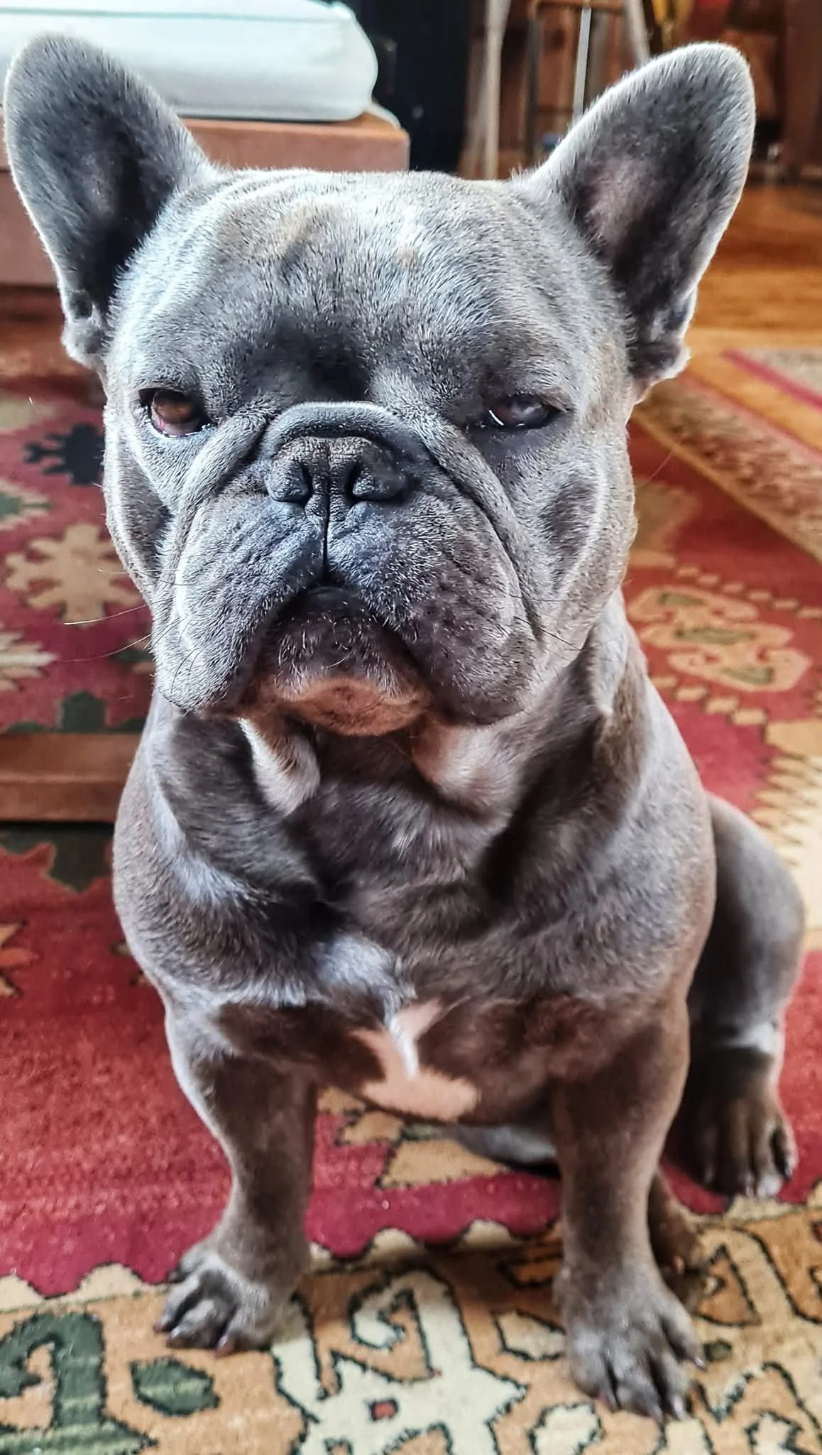 Pluto Sitting On The Rug.jpg