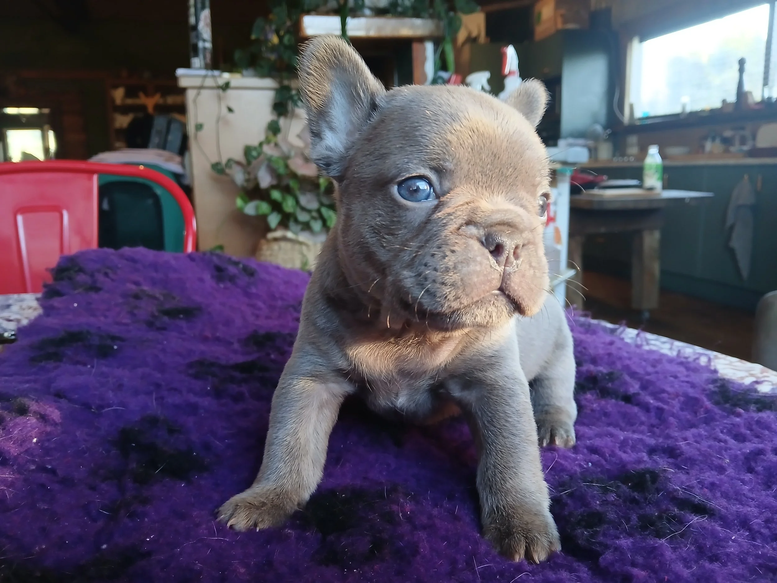 Isabella female coloured French Bulldog puppy bred by Le Epitome Kennels in Waikato, New Zealand, shown on a purple rug. This puppy was previously available for sale and is now sold.