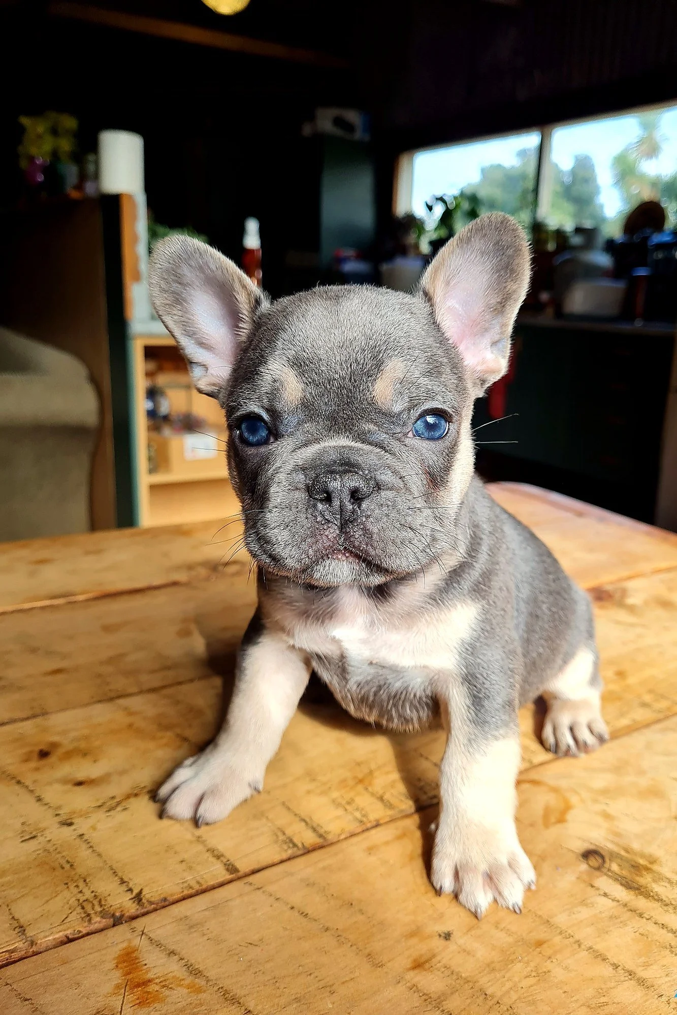 Blue Tan French Bulldog puppy bred by Le Epitome Kennels