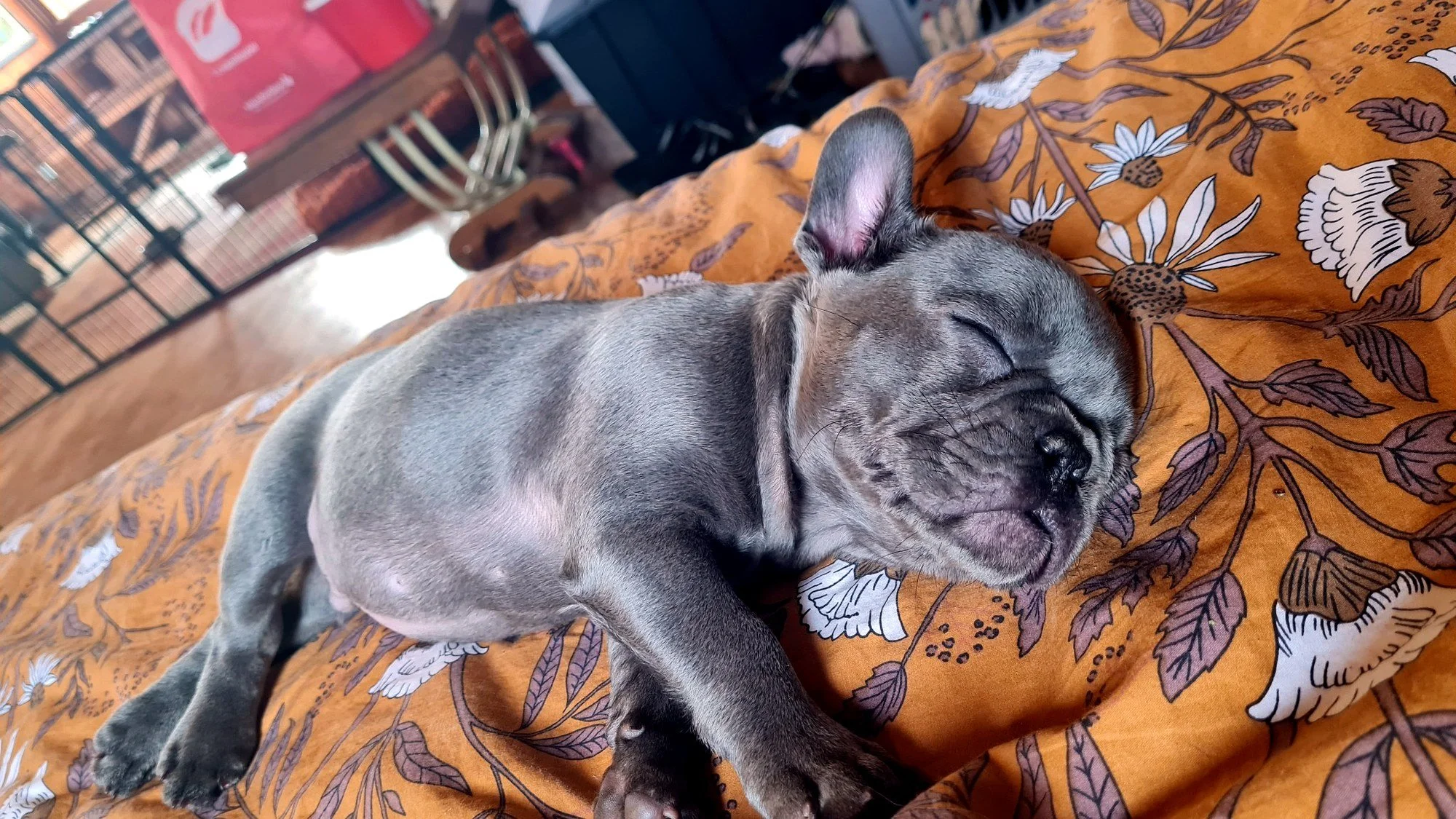 lek_waikato_pluto_blue_french_bulldog_puppy_asleep_home.jpg