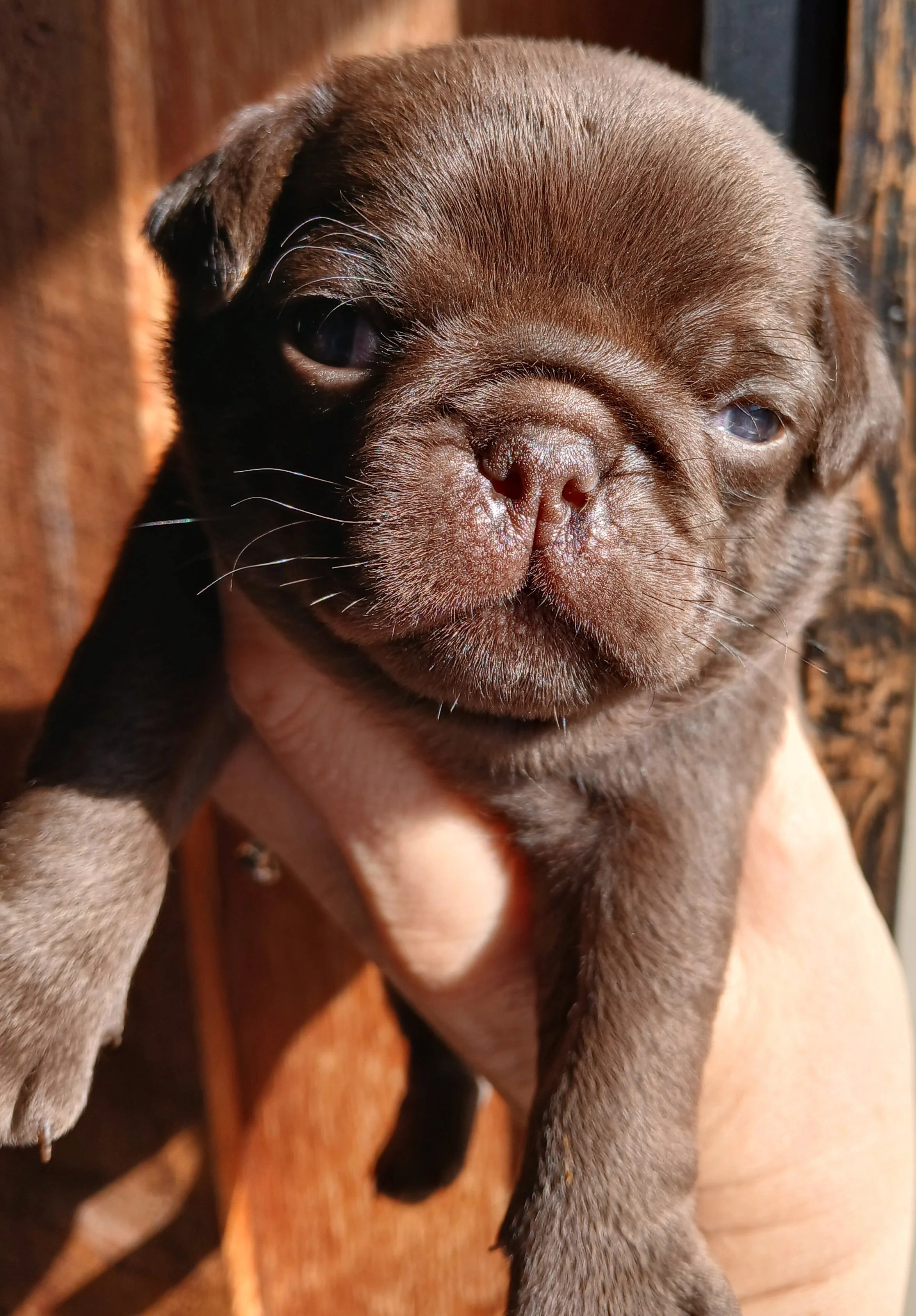 Dark Chocolate Pug Puppy. Was for Sale now SOLD by Le Epitome Kennels