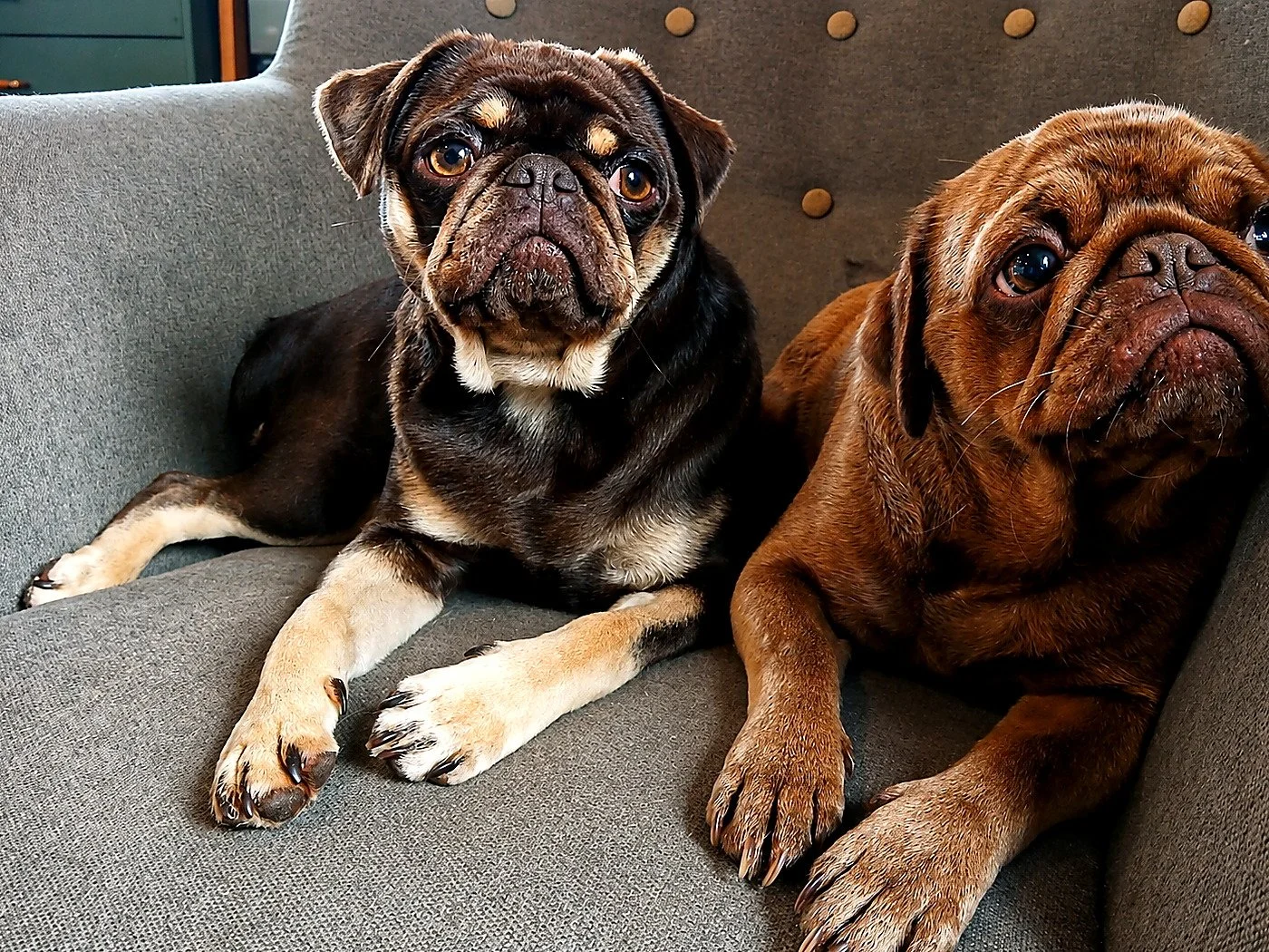 lek_pug_dams_fudge_toffeepop_grey_armchair_waikato_nz.jpg