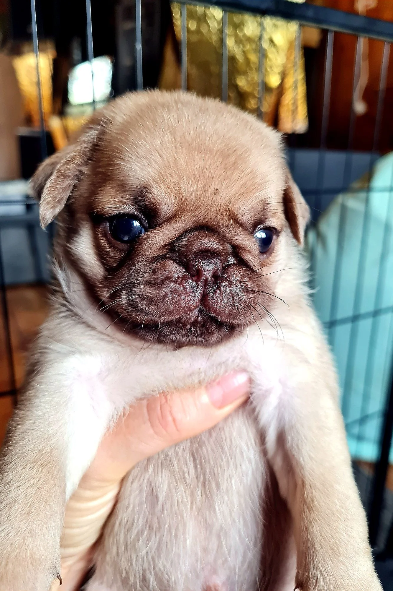 lek_waikato_chocolate_fawn_pug_puppy_portrait.jpg
