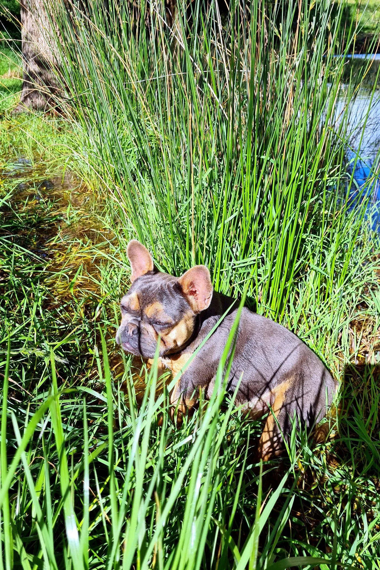lek_waikato_bailey_blue_tan_french_bulldog_in_reeds.jpg