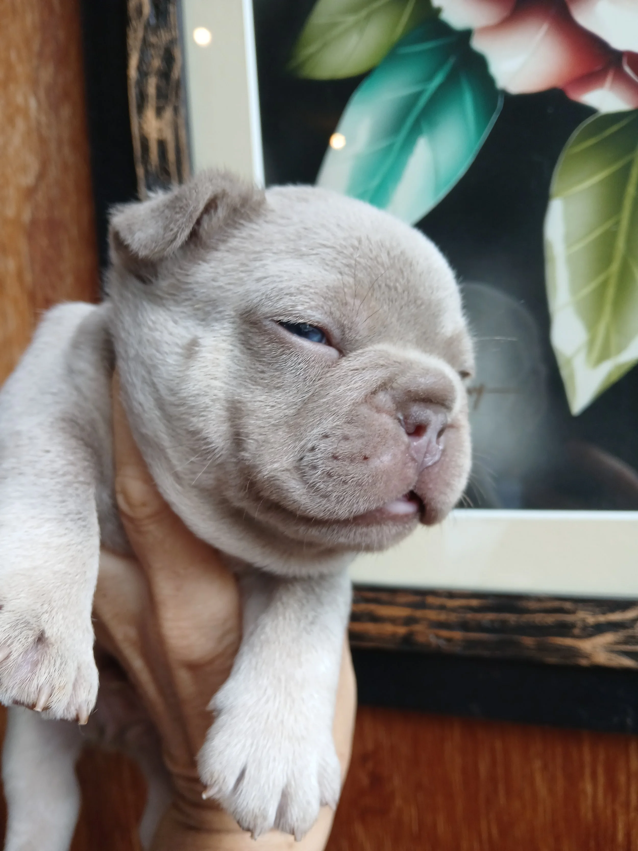 Lilac fawn French Bulldog puppy with a soft pale coat giving her an almost polar-bear-like appearance, bred by Le Epitome Kennels in Waikato, New Zealand, and shown being held in a woman’s hand. This puppy was previously available for sale and is now