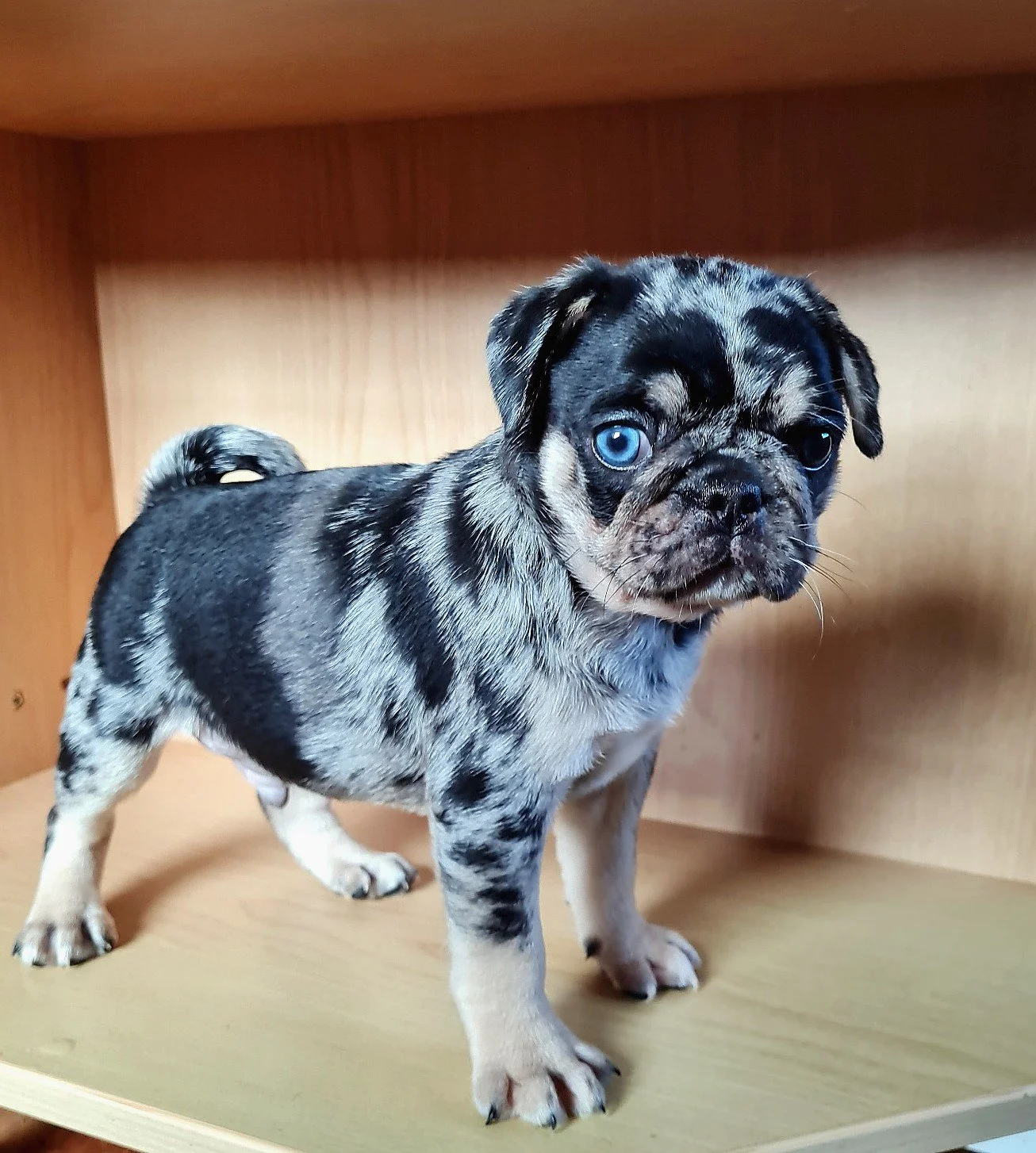 lek_black_and_tan_merle_pug_puppy_leela_storm_litter_waikato_nz.jpg