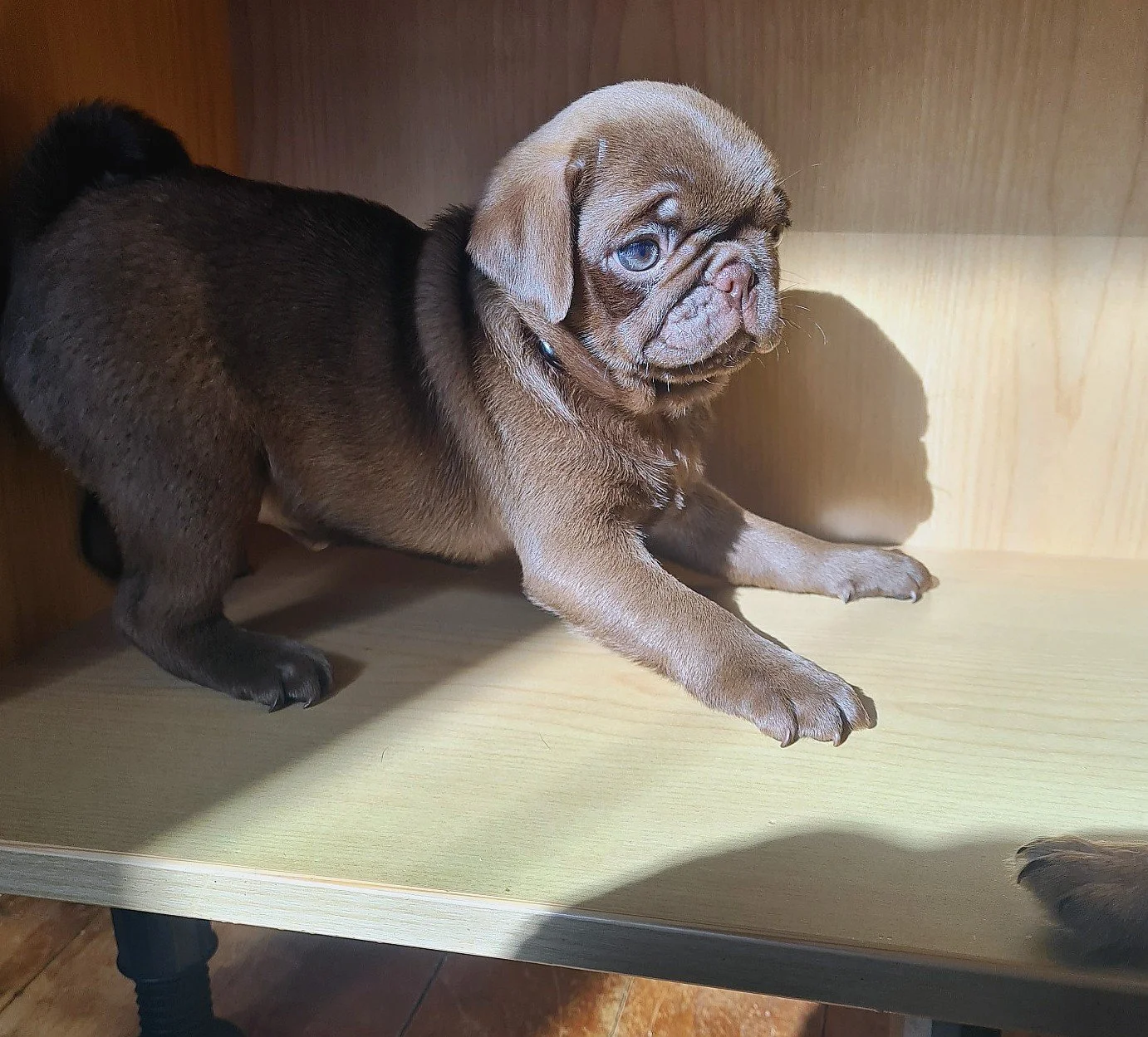 lek_chocolate_pug_puppy_wooden_shelf_sunlight_waikato_nz.jpg