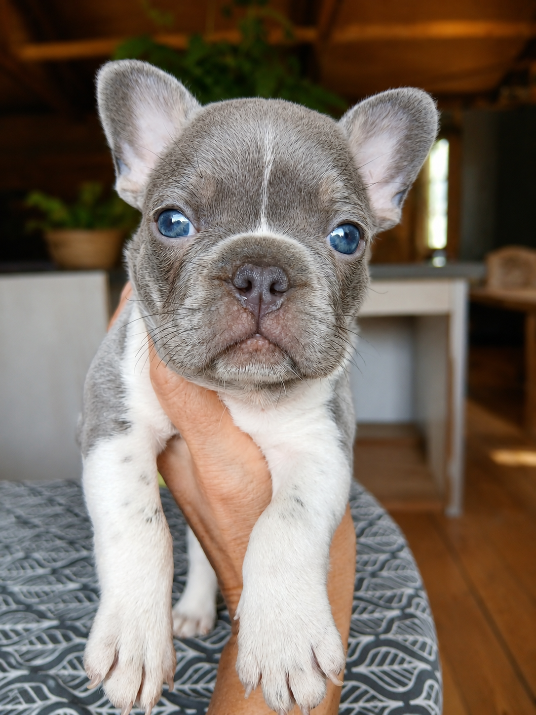 Lilac Pied French Bulldog being held in a womans hand