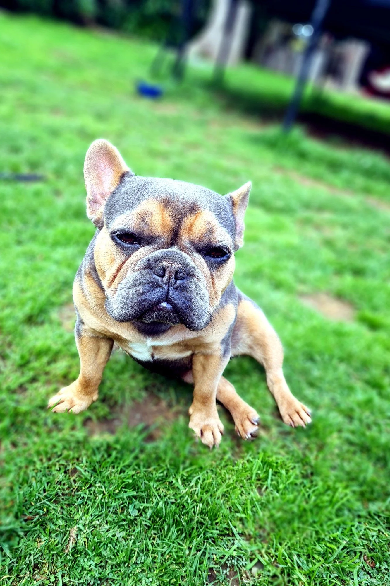 lek_waikato_bailey_blue_tan_french_bulldog_former_dam_grass.jpg