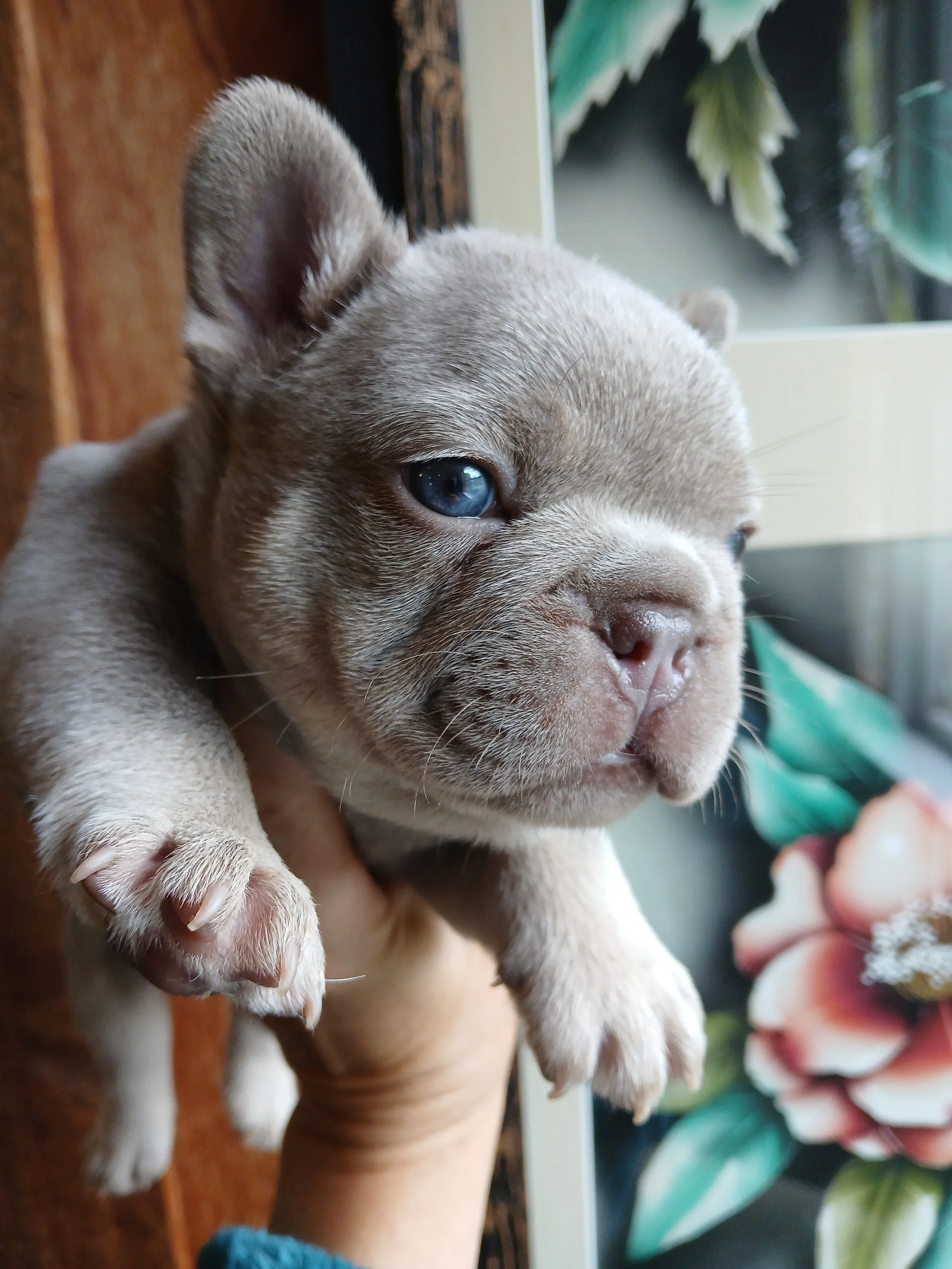 New shade Isabella and tan coloured French Bulldog bred by Le Epitome Kennels in Waikato, New Zealand, shown being held up in front of floral artwork.