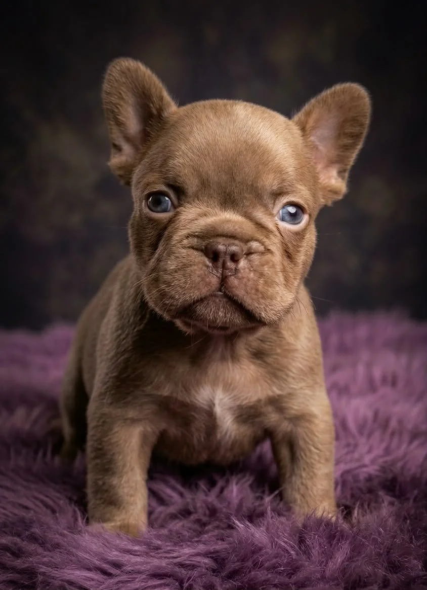 Rojo French Bulldog puppy bred by Le Epitome Kennels in Waikato, New Zealand, shown standing on a purple rug. This puppy was previously available for sale and is now sold.
