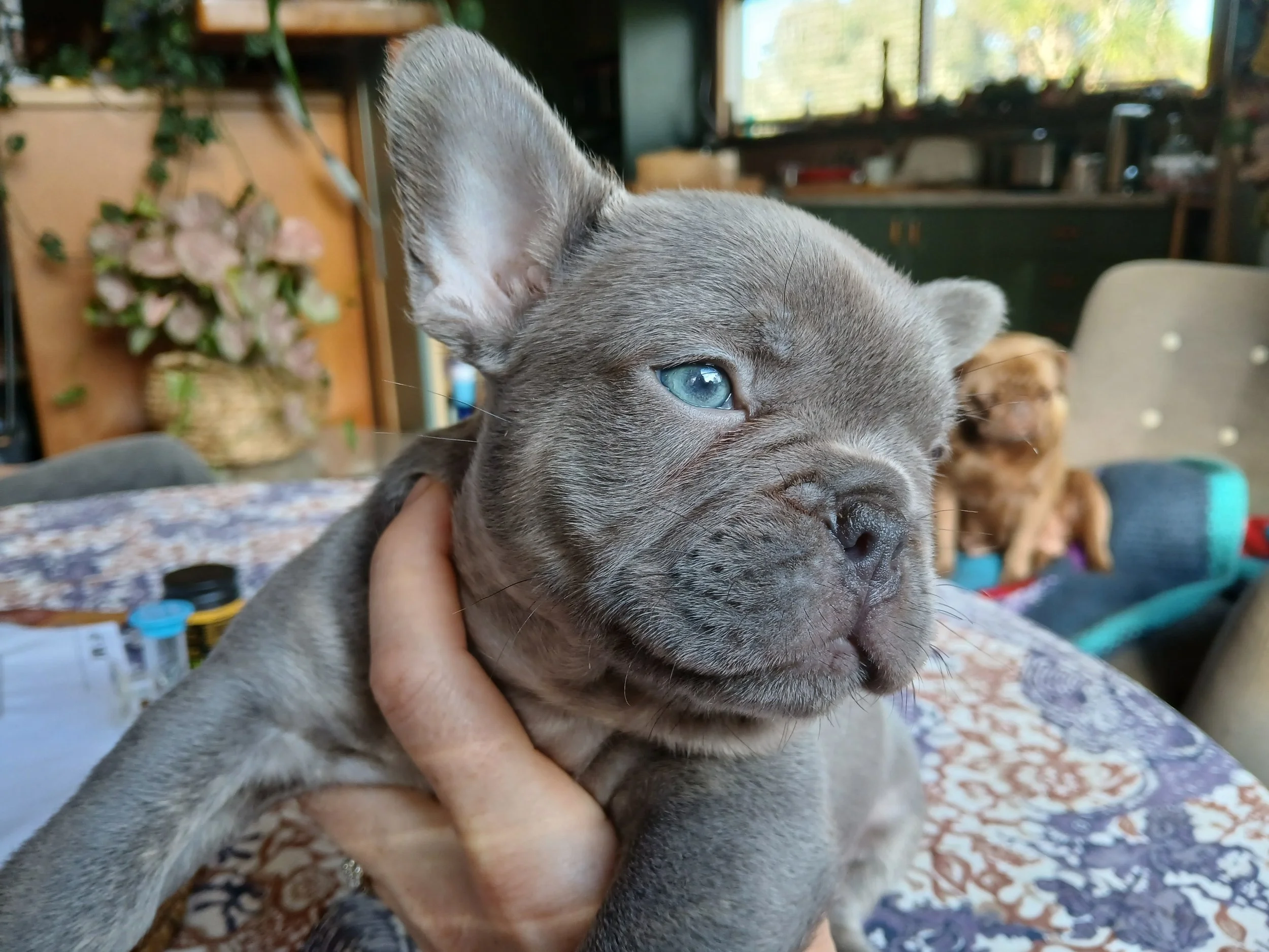 Lilac brindle coloured French Bulldog puppy carrying cocoa and dilute intensity, bred by Le Epitome Kennels in Waikato, New Zealand, and shown being held in a woman’s hand. The dilute intensity influence gives his coat a soft, lighter-toned blue expr