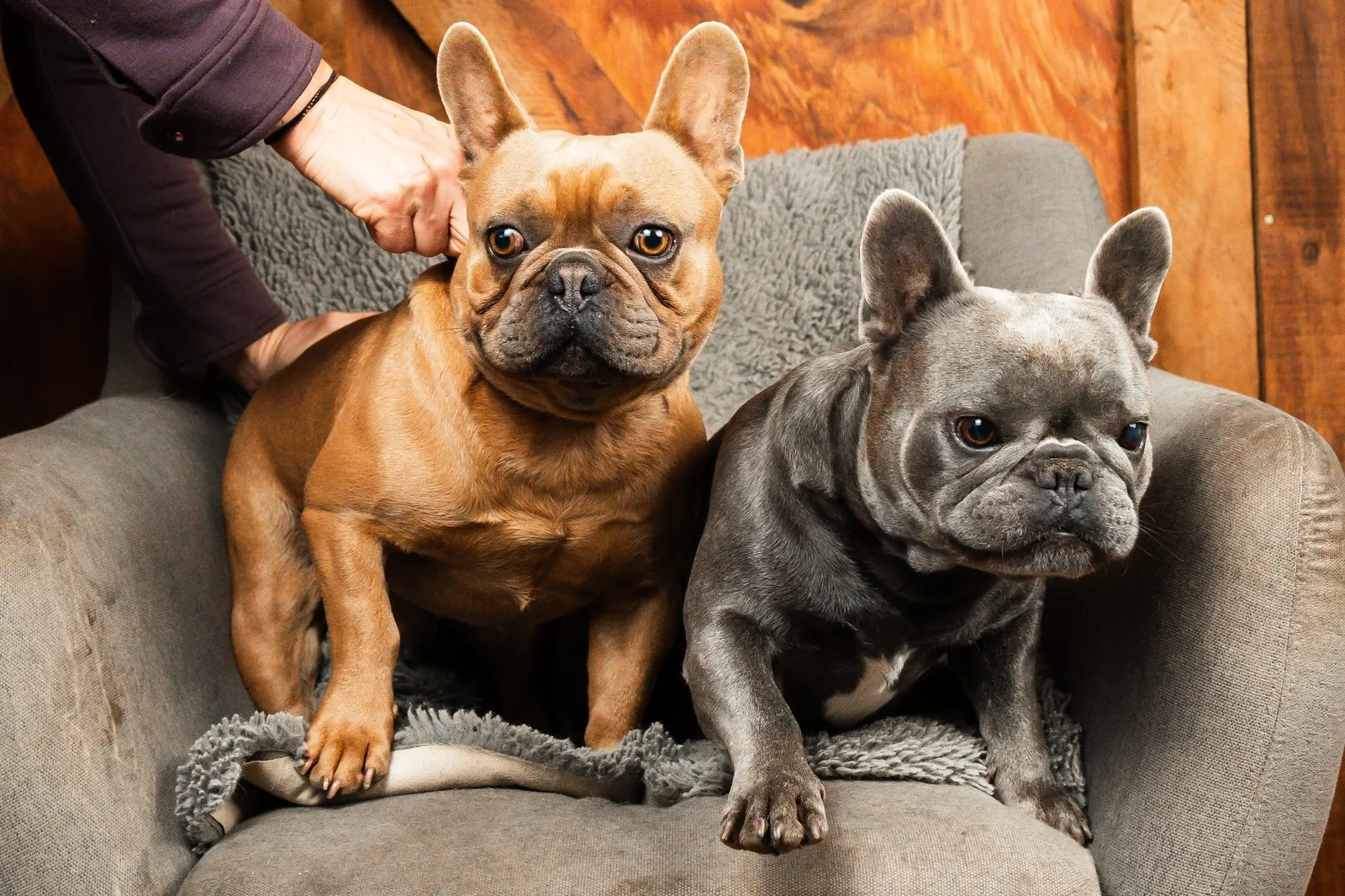 Mickey and Pluto, two French Bulldogs relaxing together on a chair at Le Epitome Kennels.