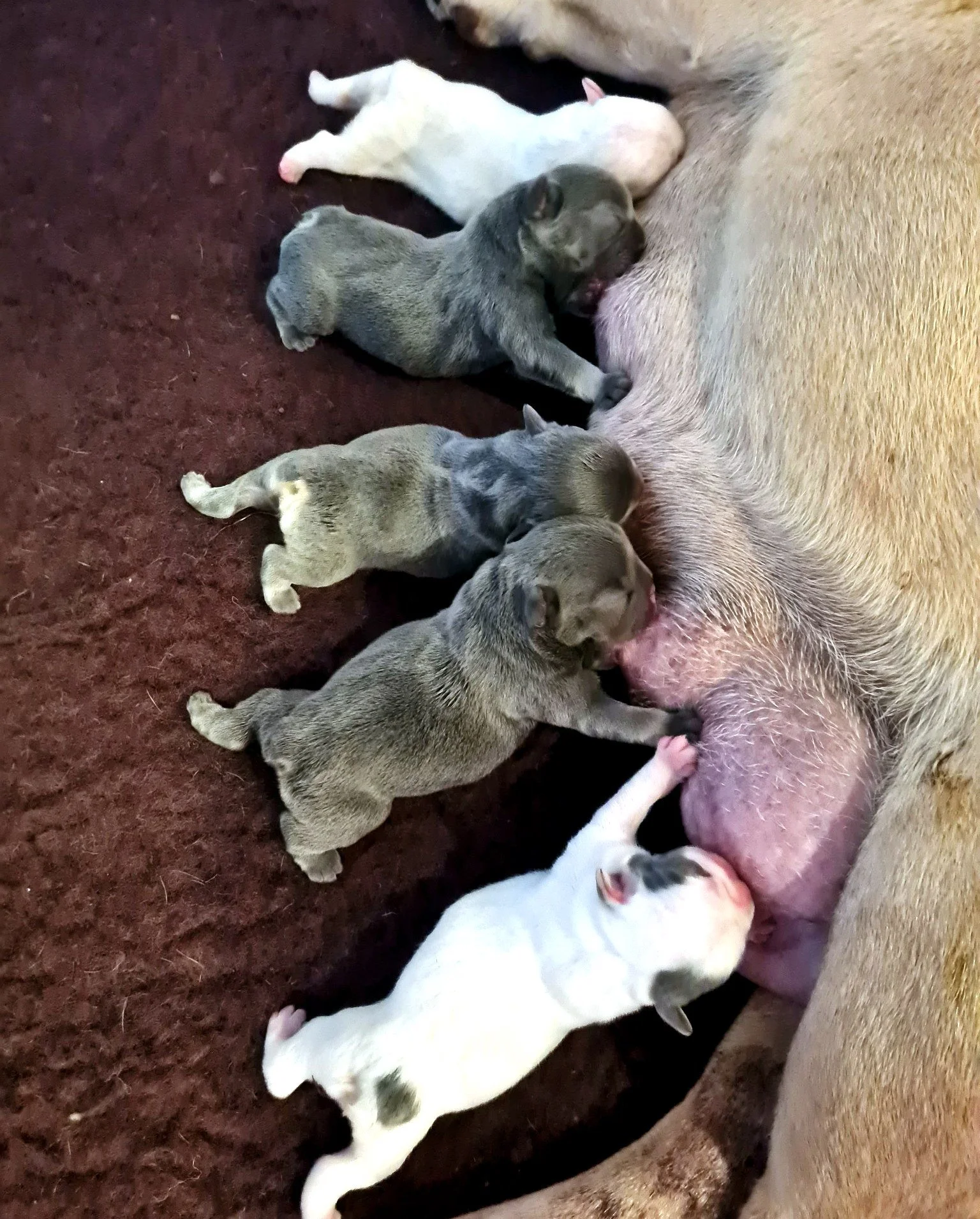 lek_waikato_coloured_french_bulldog_newborn_puppies_nursing_row.jpg