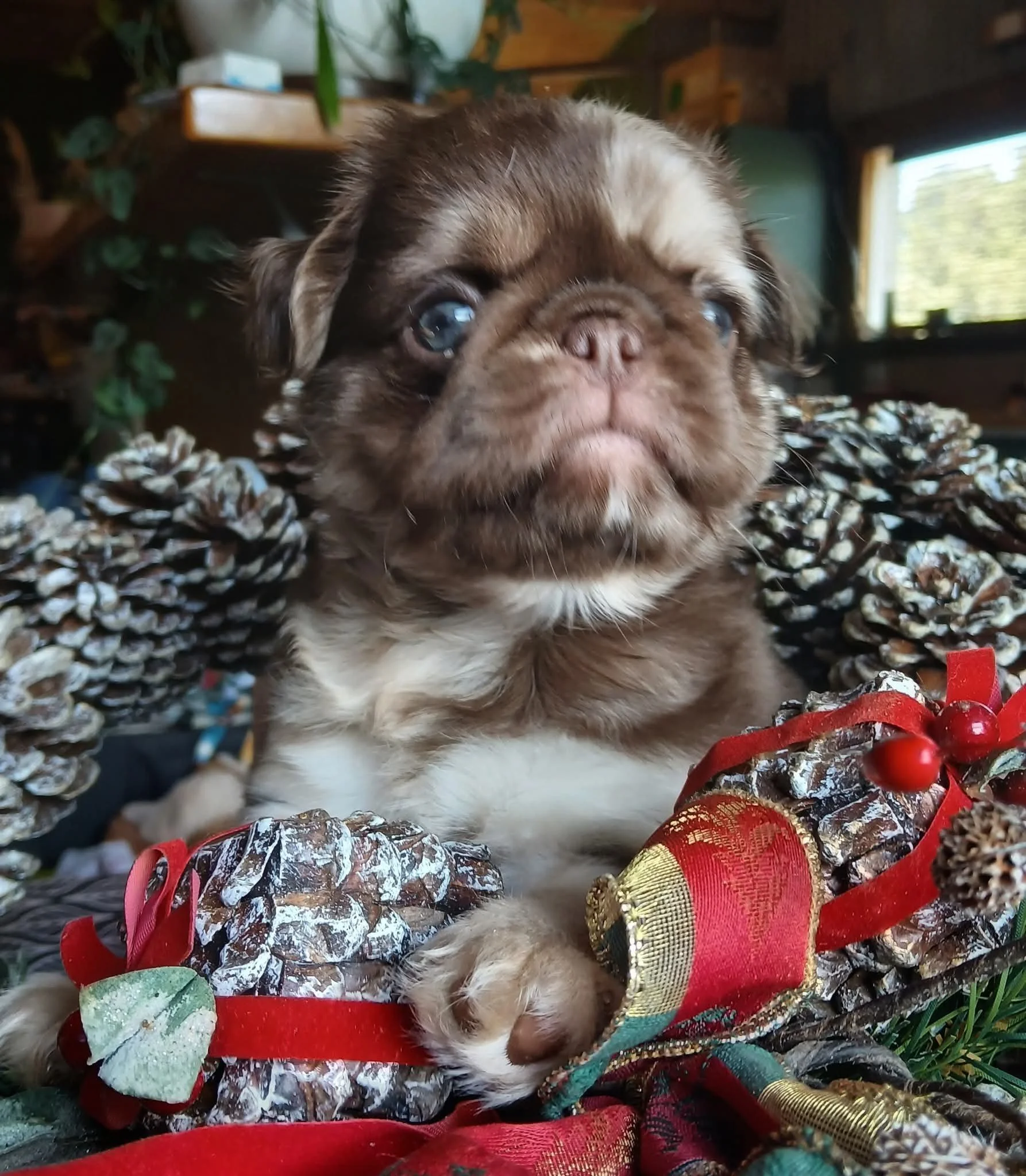 Chocolate and tan merle coloured Pug puppy with blue eyes and a fluffy coat, sitting among Christmas decorations with red ribbons and ornaments. Merry Christmas from Le Epitome Kennels in Waikato, New Zealand.