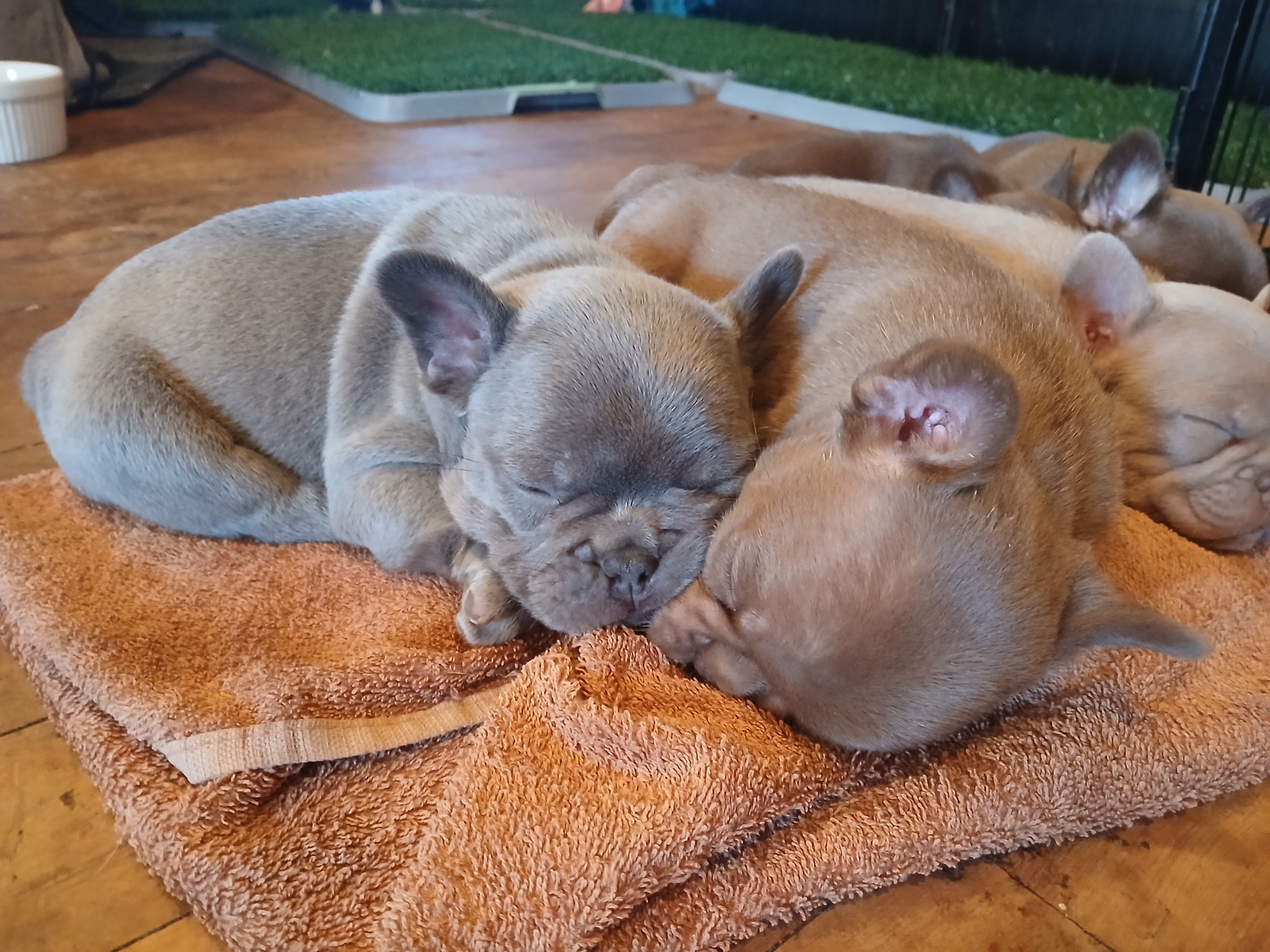 Two coloured French Bulldogs bred by Le Epitome Kennels in Waikato, New Zealand, shown asleep together in a dog bed.
