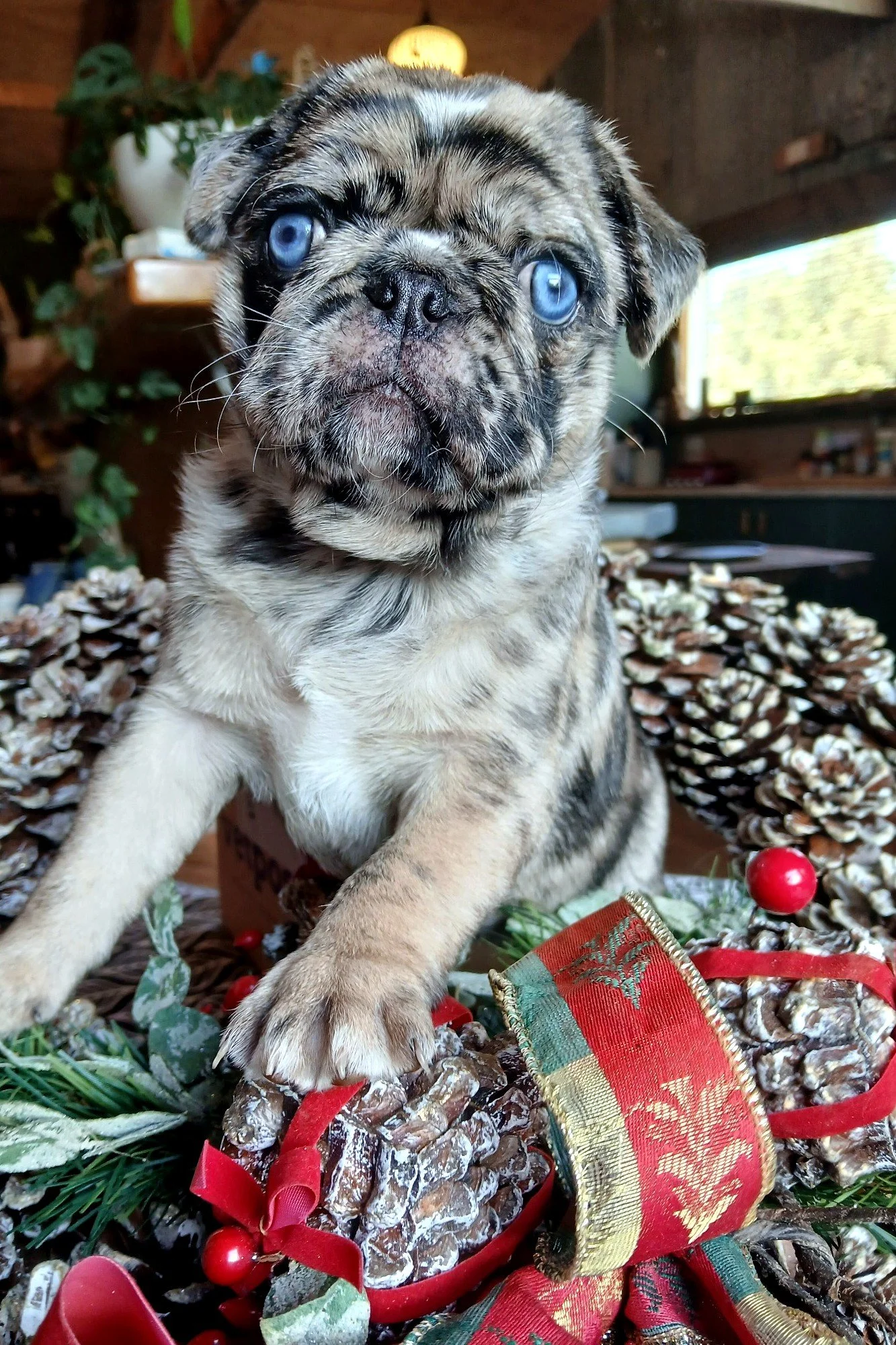 Chocolate Fawn Merle Pug bred by Le Epitome Kennels in Waikato NZ