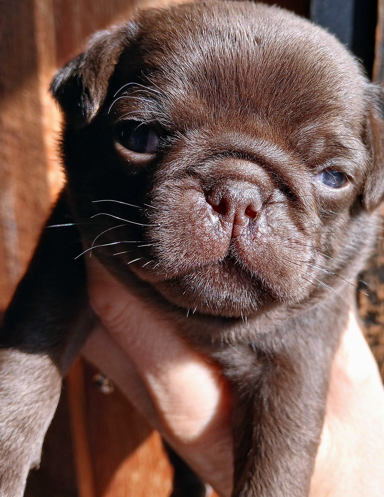lek_chocolate_pug_puppy_fudge_indigo_joe_litter_waikato_nz.jpg