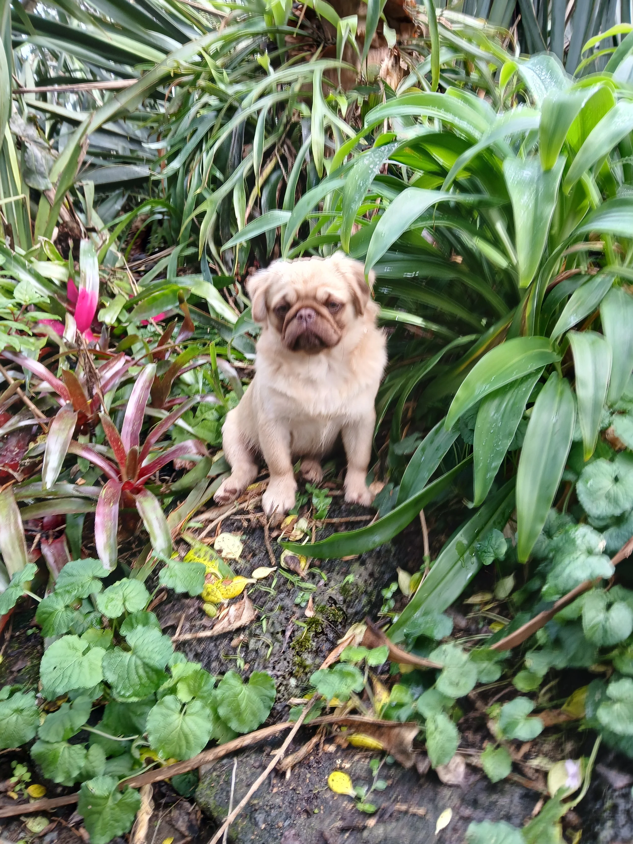 Lucky, a future LEK Pug stud, sitting in the garden