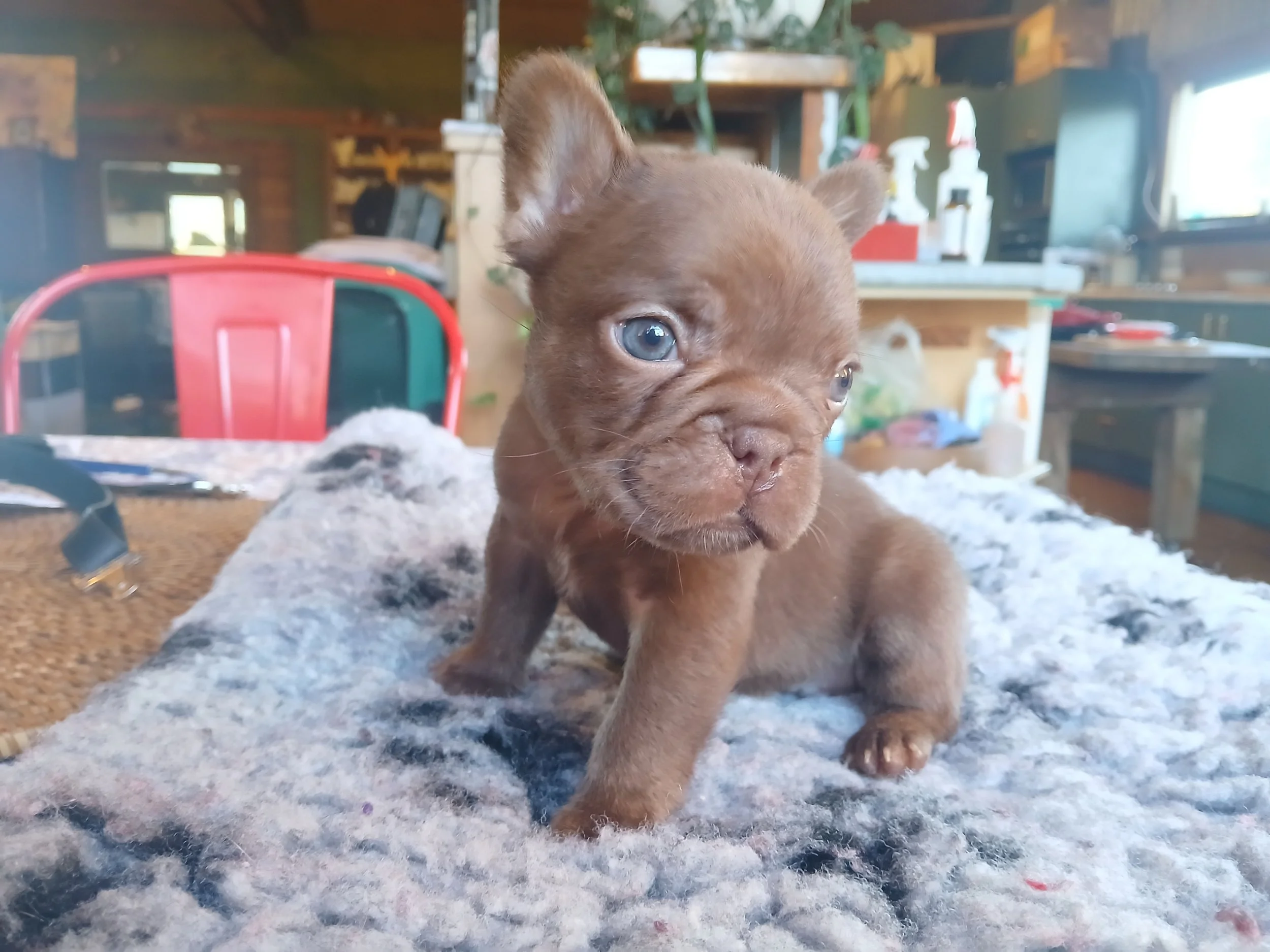 New shade rojo coloured French Bulldog puppy bred by Le Epitome Kennels in Waikato, New Zealand, shown sitting on a grey rug. The cocoa gene contributes to the puppy’s softer, lighter-toned colour. This puppy was previously available for sale and is 