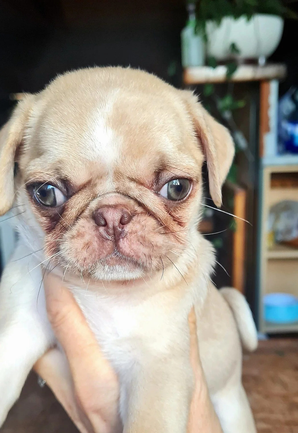 lek_cream_fawn_pug_puppy_storm_cinnamon_litter_waikato_nz.jpg