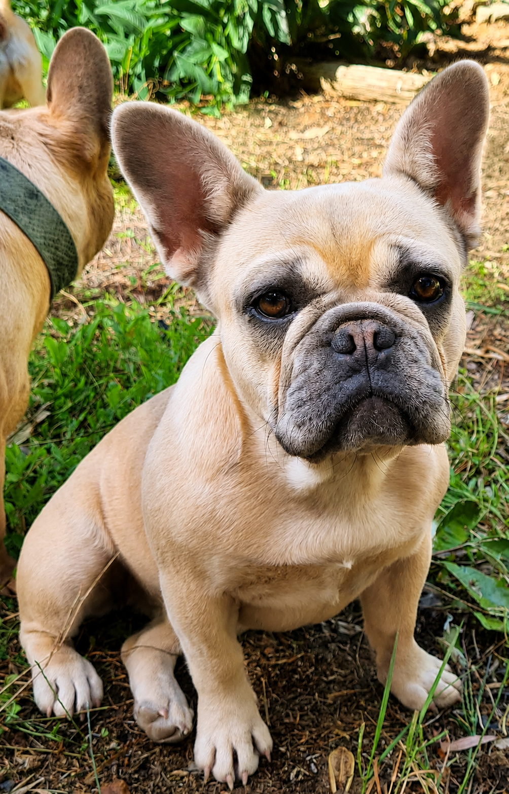 Blue Fawn French Bulldog dam Sugar sitting on the grass