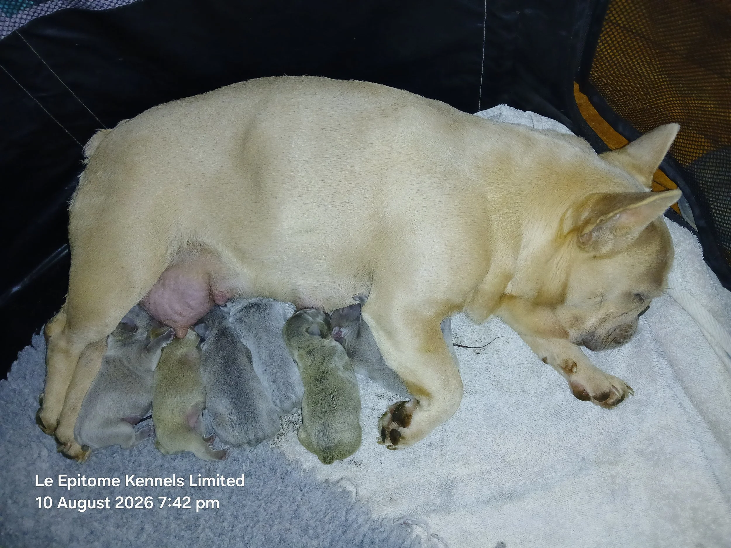 Eden with her new litter of puppies all looking healthy and feeding well.