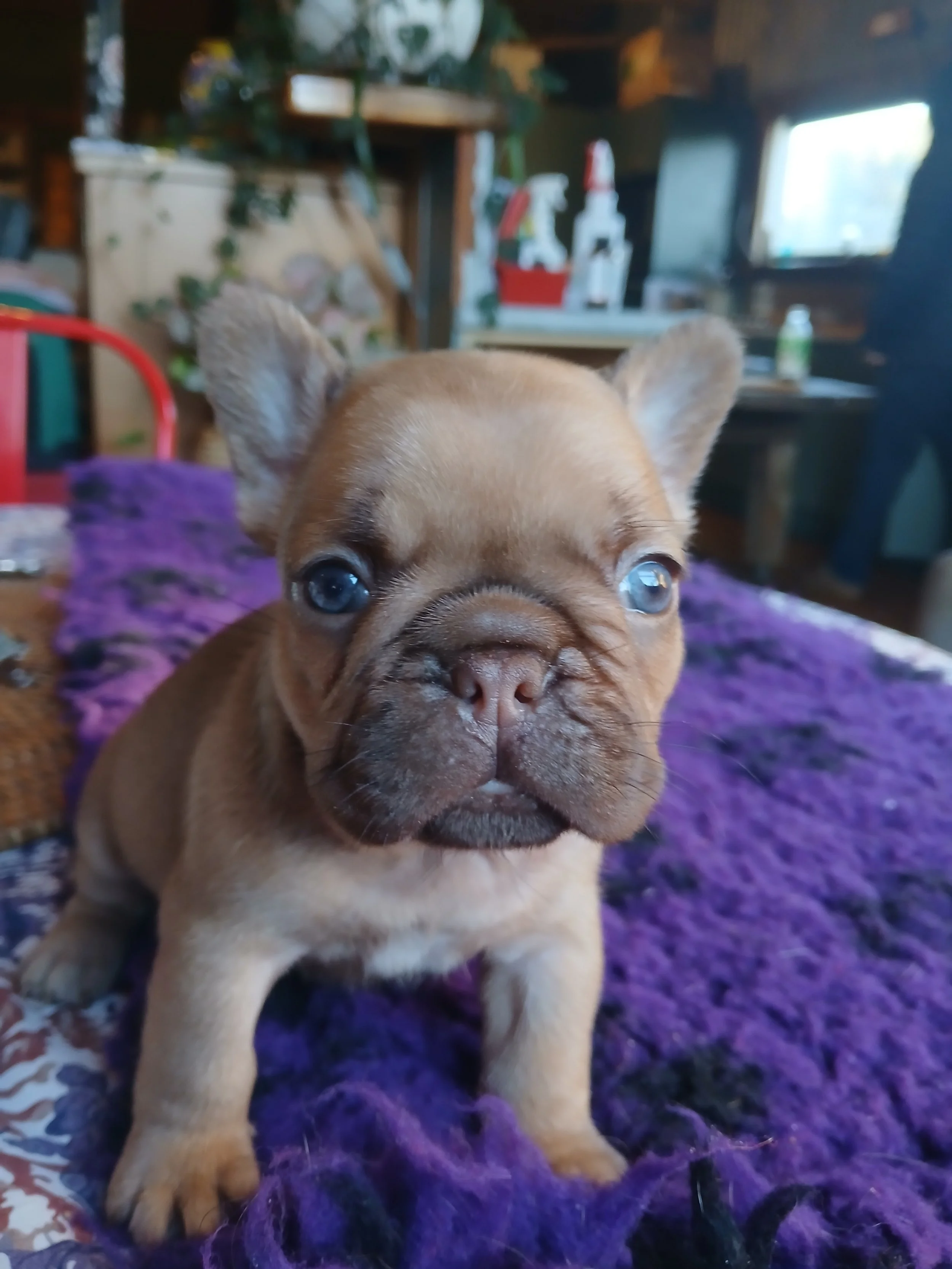 Rojo fawn French Bulldog puppy bred by Le Epitome Kennels in Waikato, New Zealand, shown standing on a purple rug. This puppy was previously available for sale and is now sold.