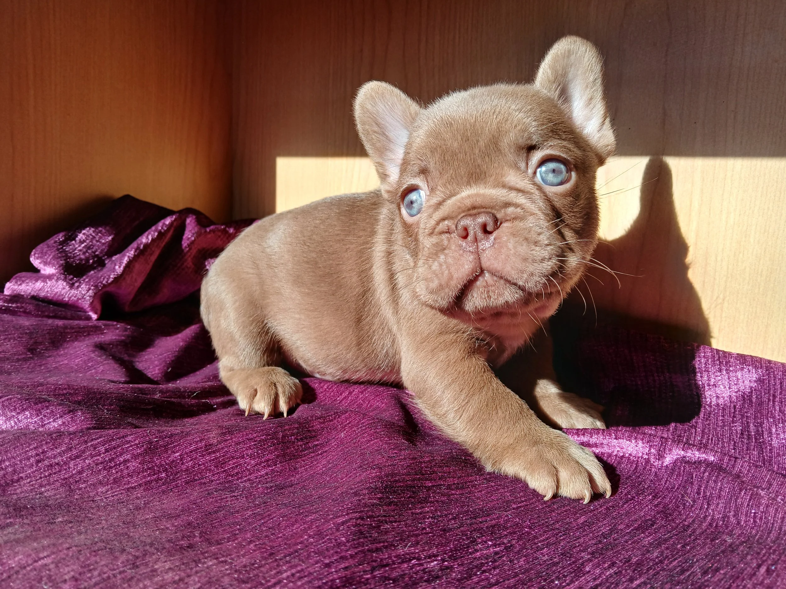 New Shade Rojo French Bulldog Puppy bred by Le Epitome Kennels
