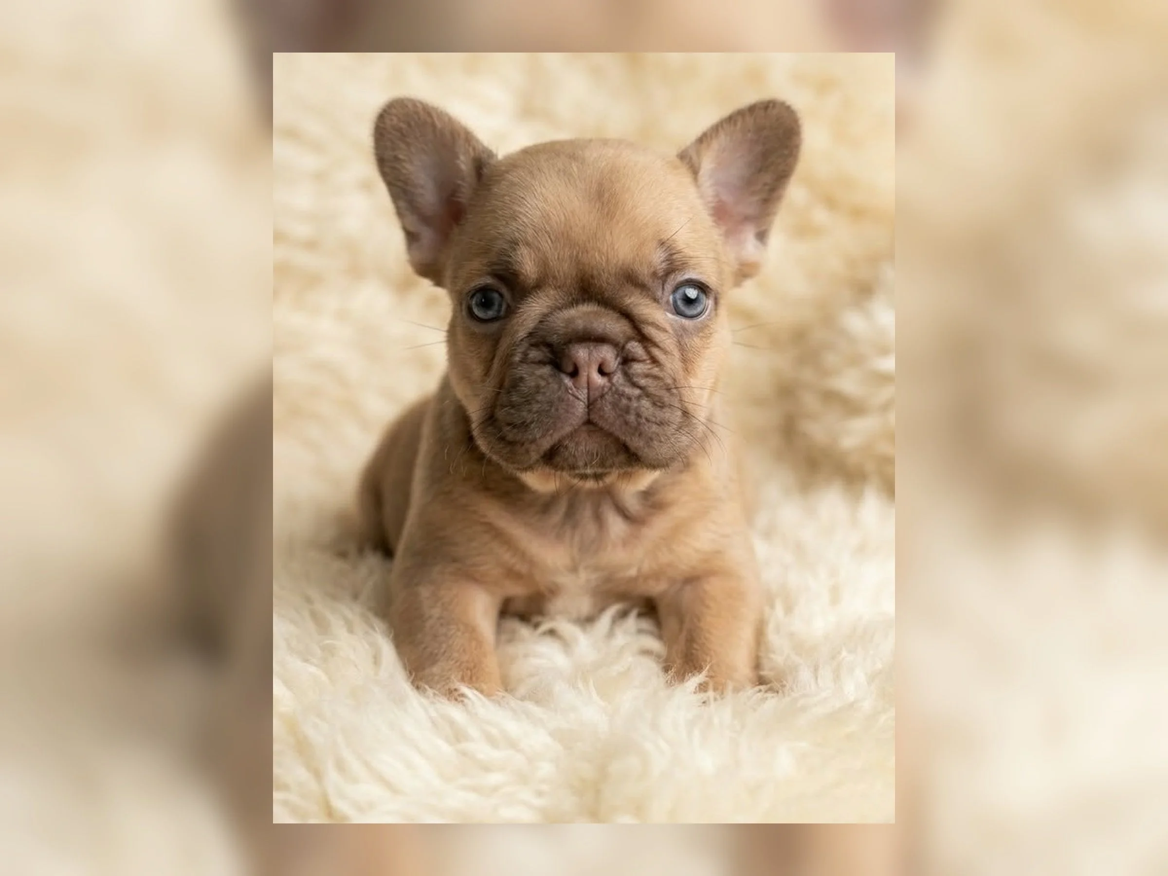 Rojo Fawn French Bulldog puppy bred by Le Epitome Kennels in Waikato, New Zealand, originally advertised for sale and now sold from the Nyx x Moby French Bulldog litter.
