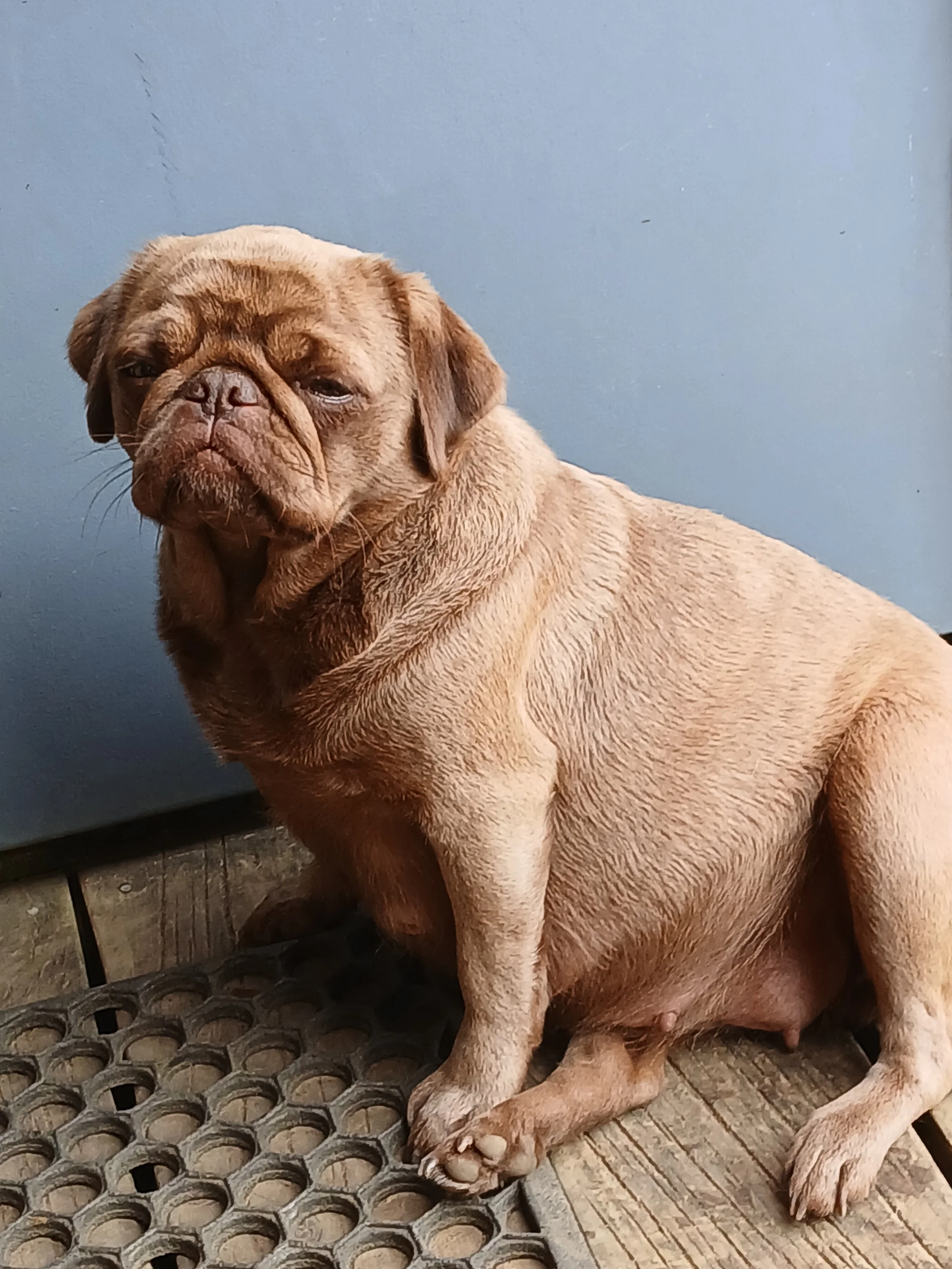 Pregnant Chocolate Pug Fudge from the Le Epitome Kennels breeding programme in Waikato