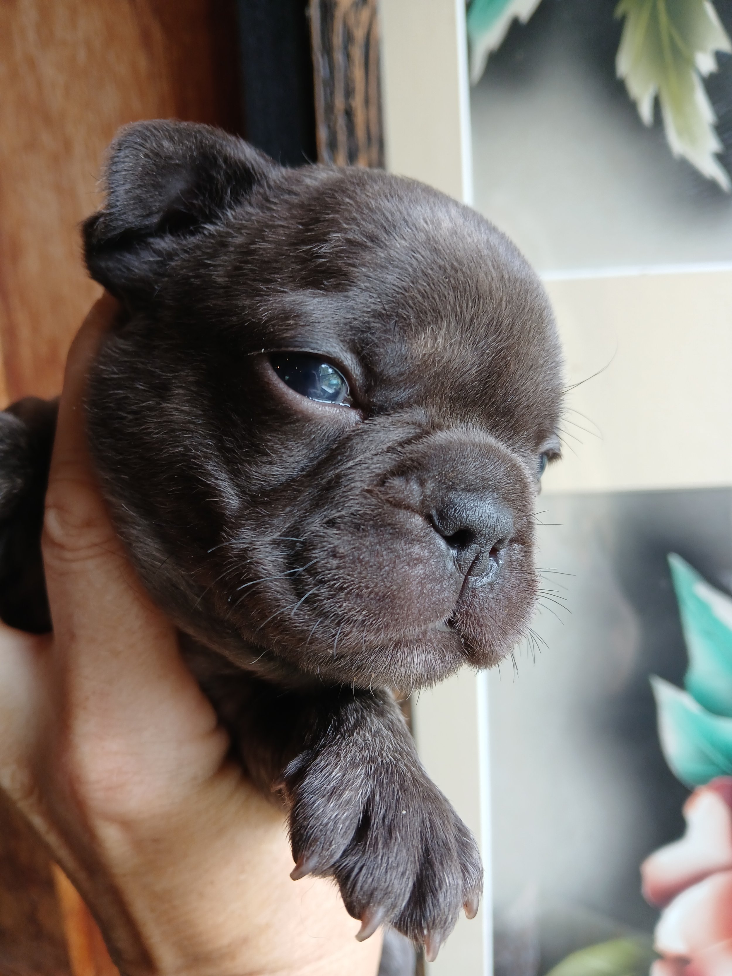 Cocoa brindle coloured French Bulldog bred by Le Epitome Kennels in Waikato, New Zealand, shown being held up in front of floral artwork.