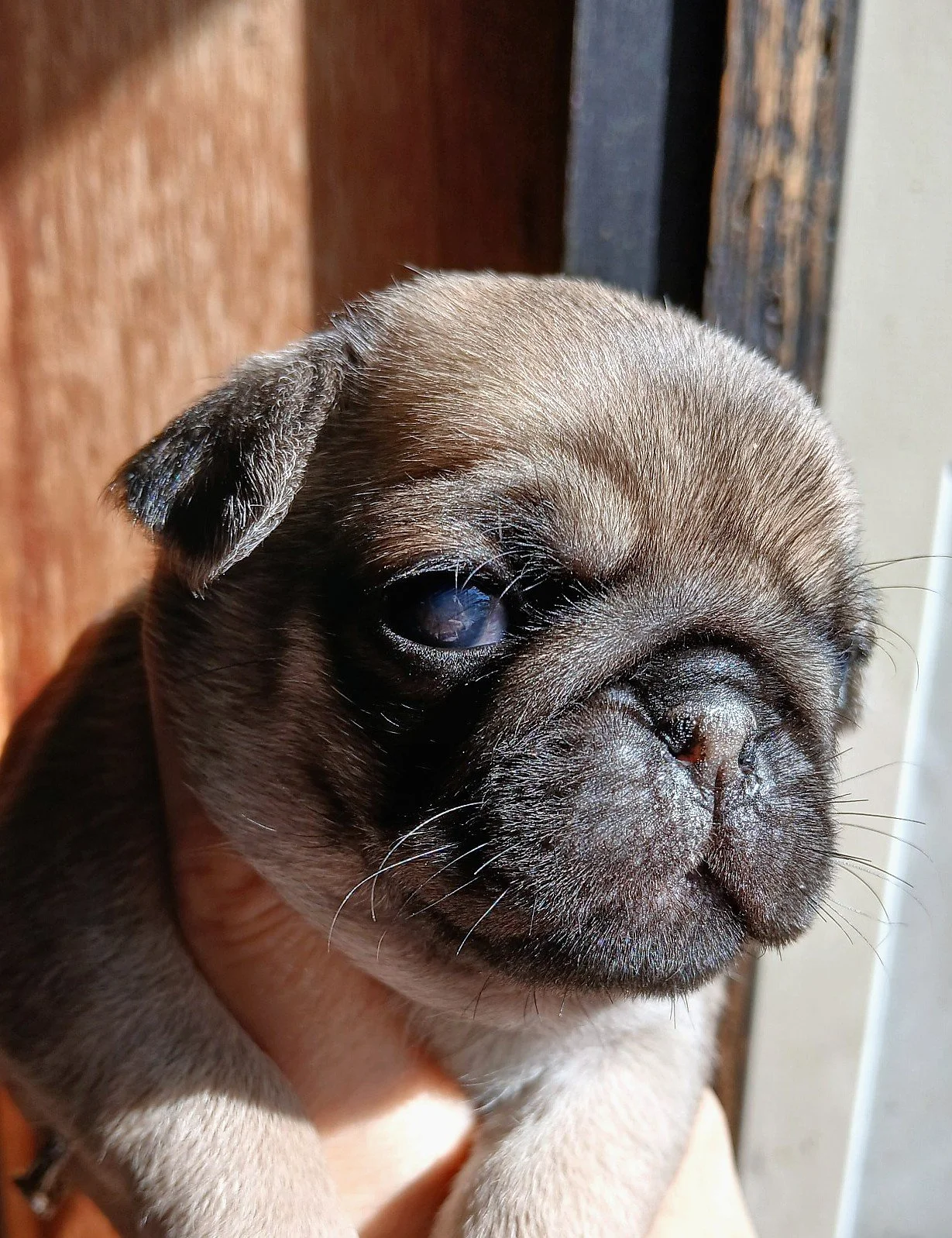lek_fawn_pug_puppy_fudge_indigo_joe_litter_waikato_nz.jpg