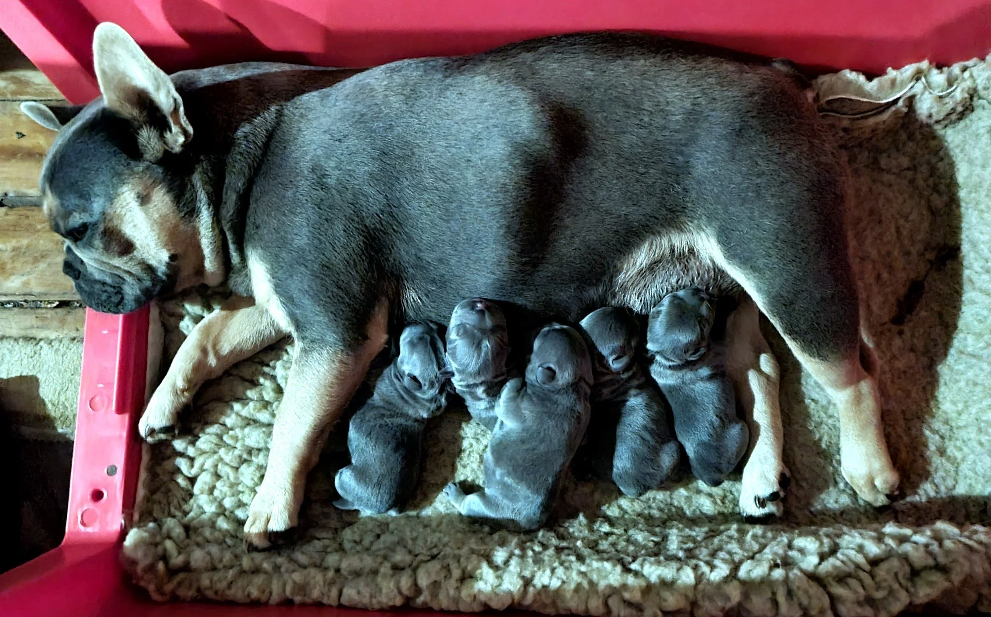 lek_waikato_bailey_french_bulldog_dam_with_newborn_litter.jpg