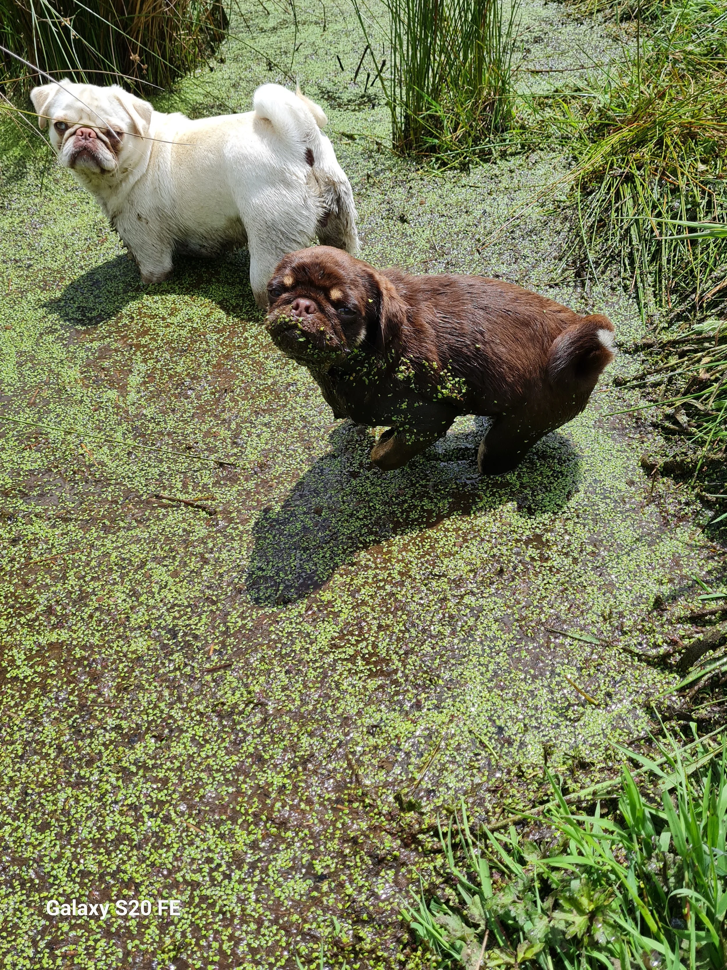 Pugs playing in the pond at Le Epitome Kennels