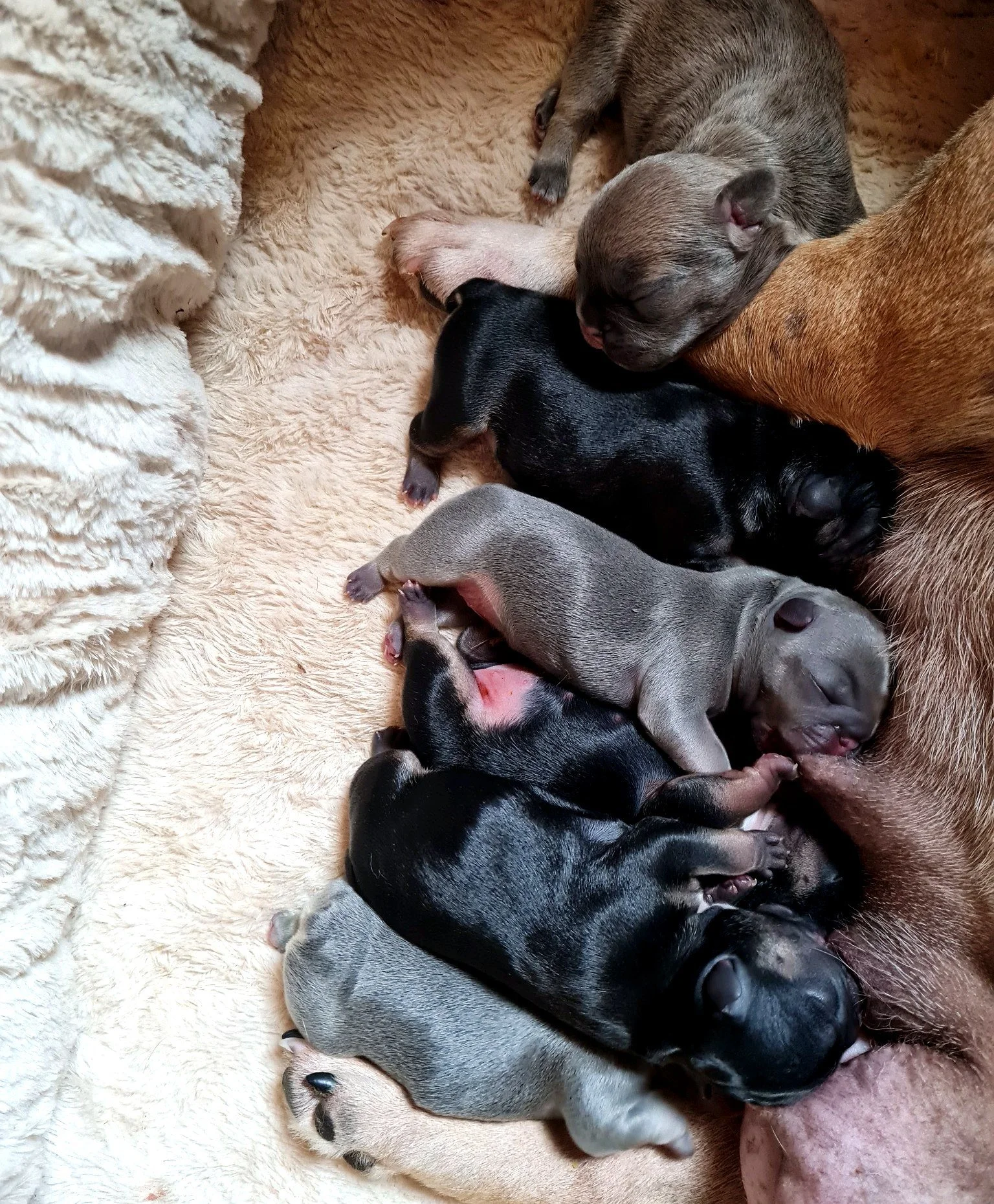 lek_waikato_betty_coloured_french_bulldog_litter_nursing_closeup.jpg