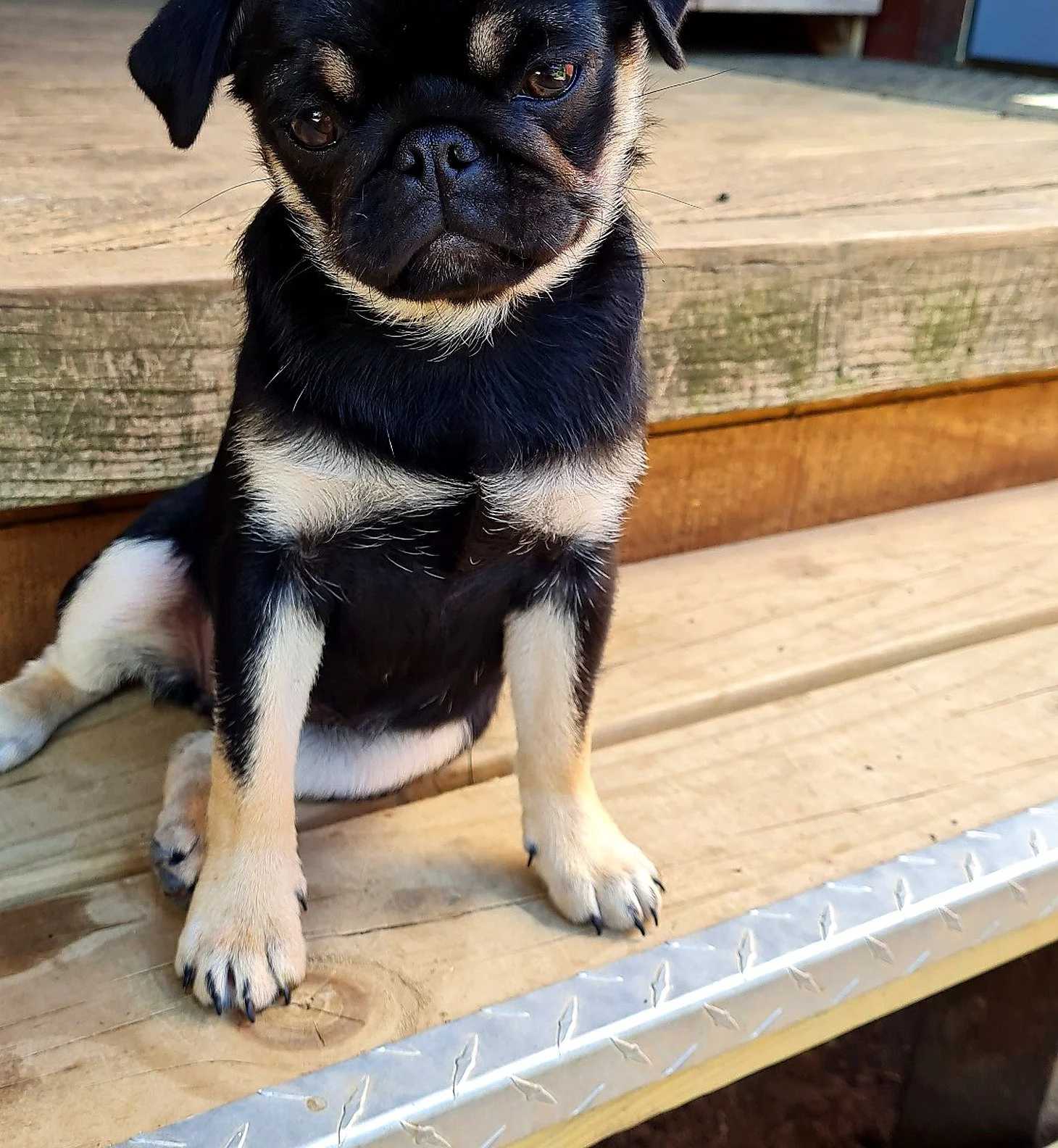 lek_black_and_tan_pug_female_coco_chino_litter_step_waikato_nz.jpg