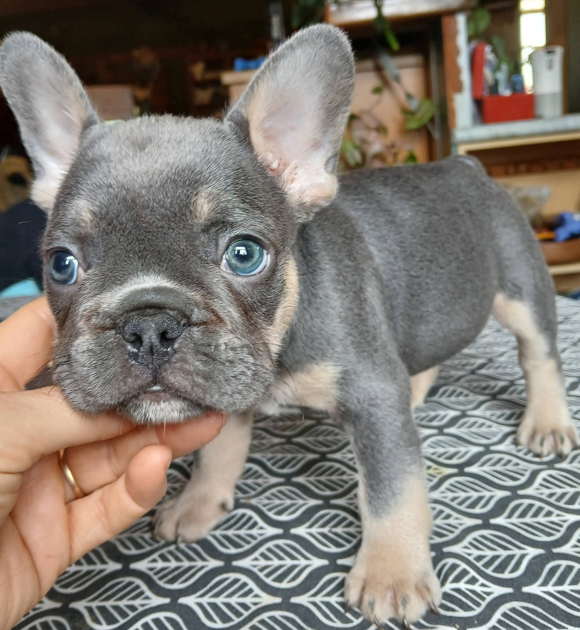 Close-up of a blue and tan coloured French Bulldog puppy with blue eyes from Le Epitome Kennels in Waikato, New Zealand. Our coloured French Bulldog lines carry cream and colour-intensity genetics, producing the light blue shade seen here.