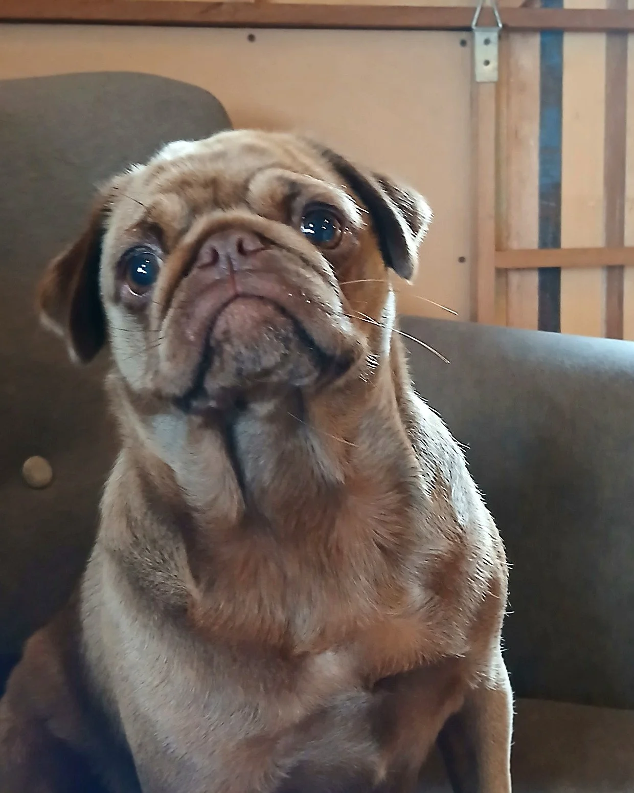 lek_pug_dam_fudge_grey_chair_waikato_nz.jpg