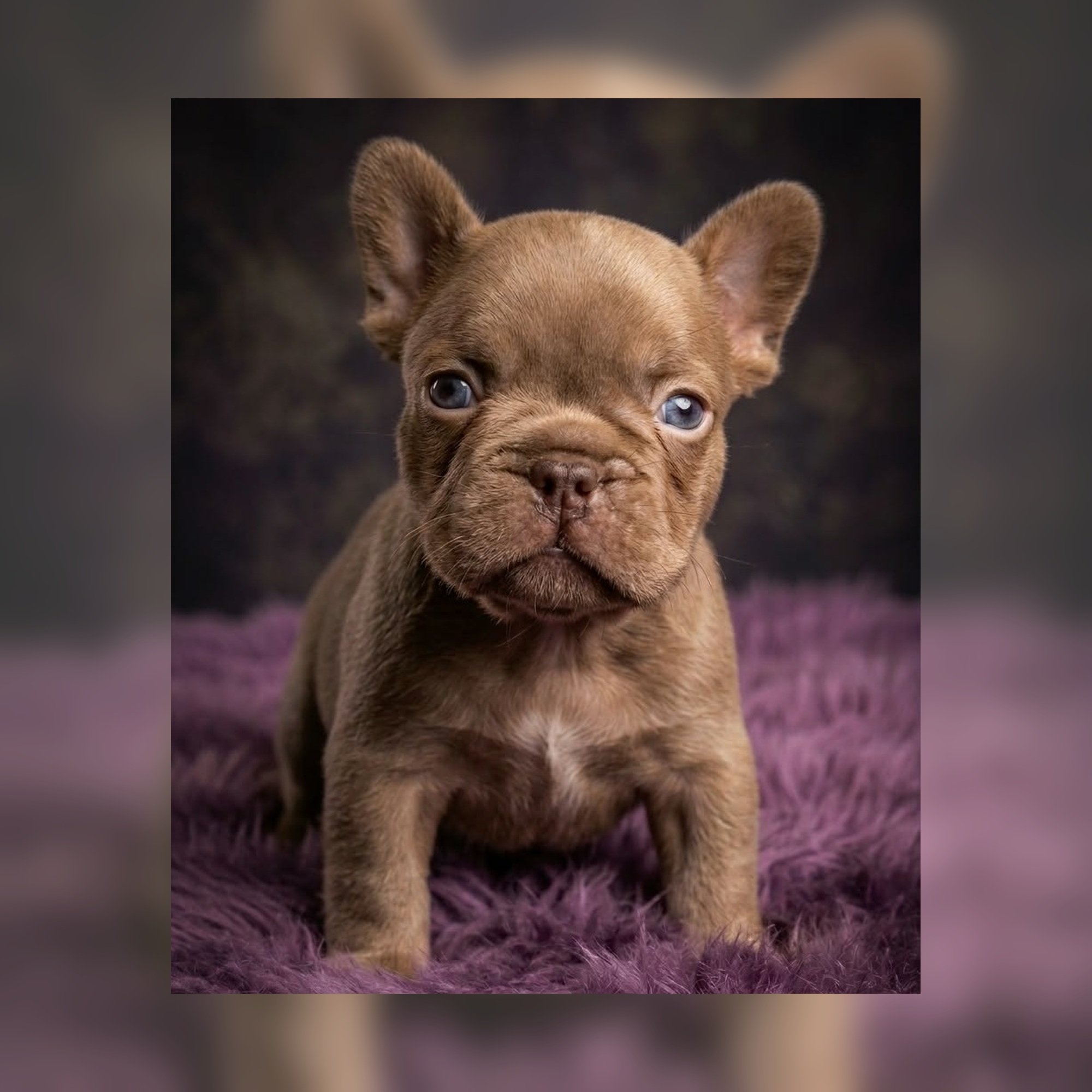 Rojo French Bulldog puppy on purple rug.  Bred by Le Epitome Kennels in Waikato, New Zealand, originally advertised for sale and now sold from the Nyx x Moby French Bulldog litter.