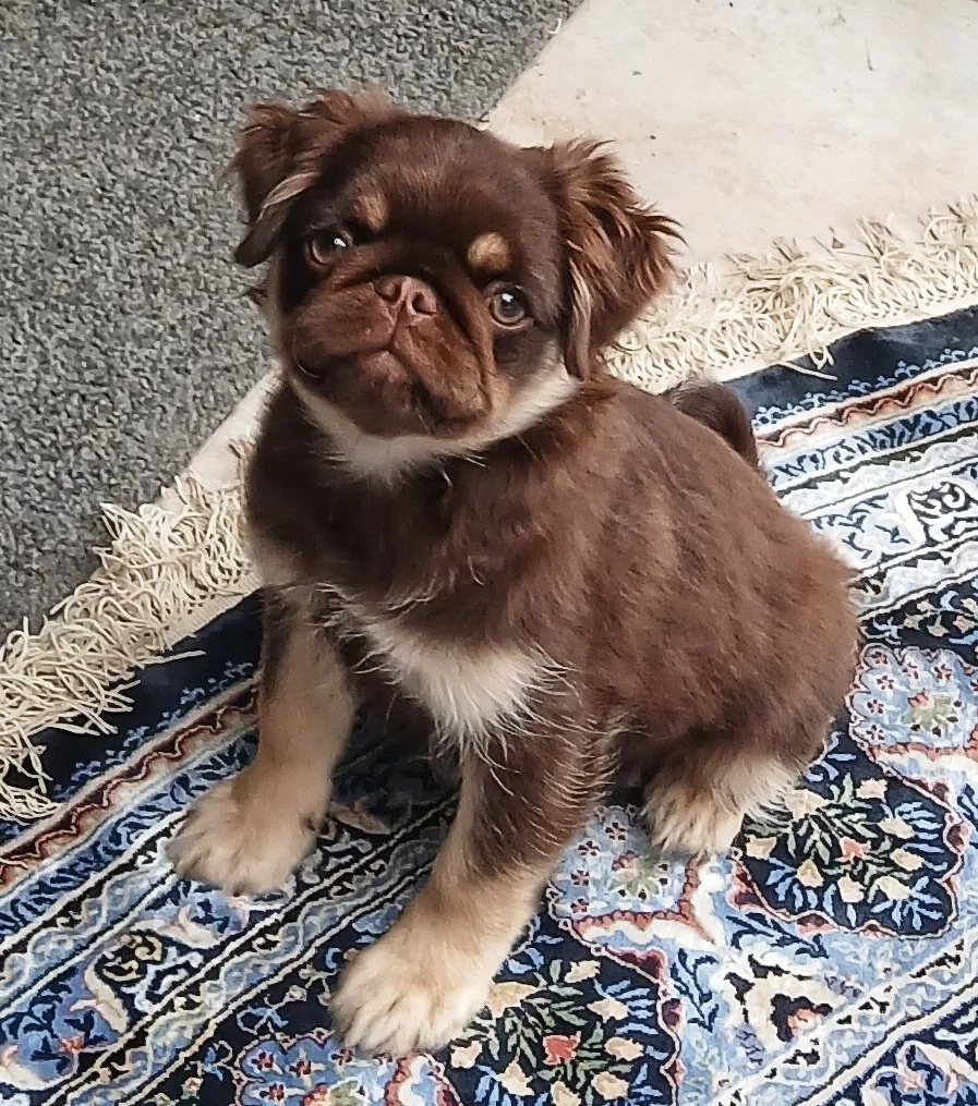 Lucy, a chocolate and tan fluffy Pug at Le Epitome Kennels