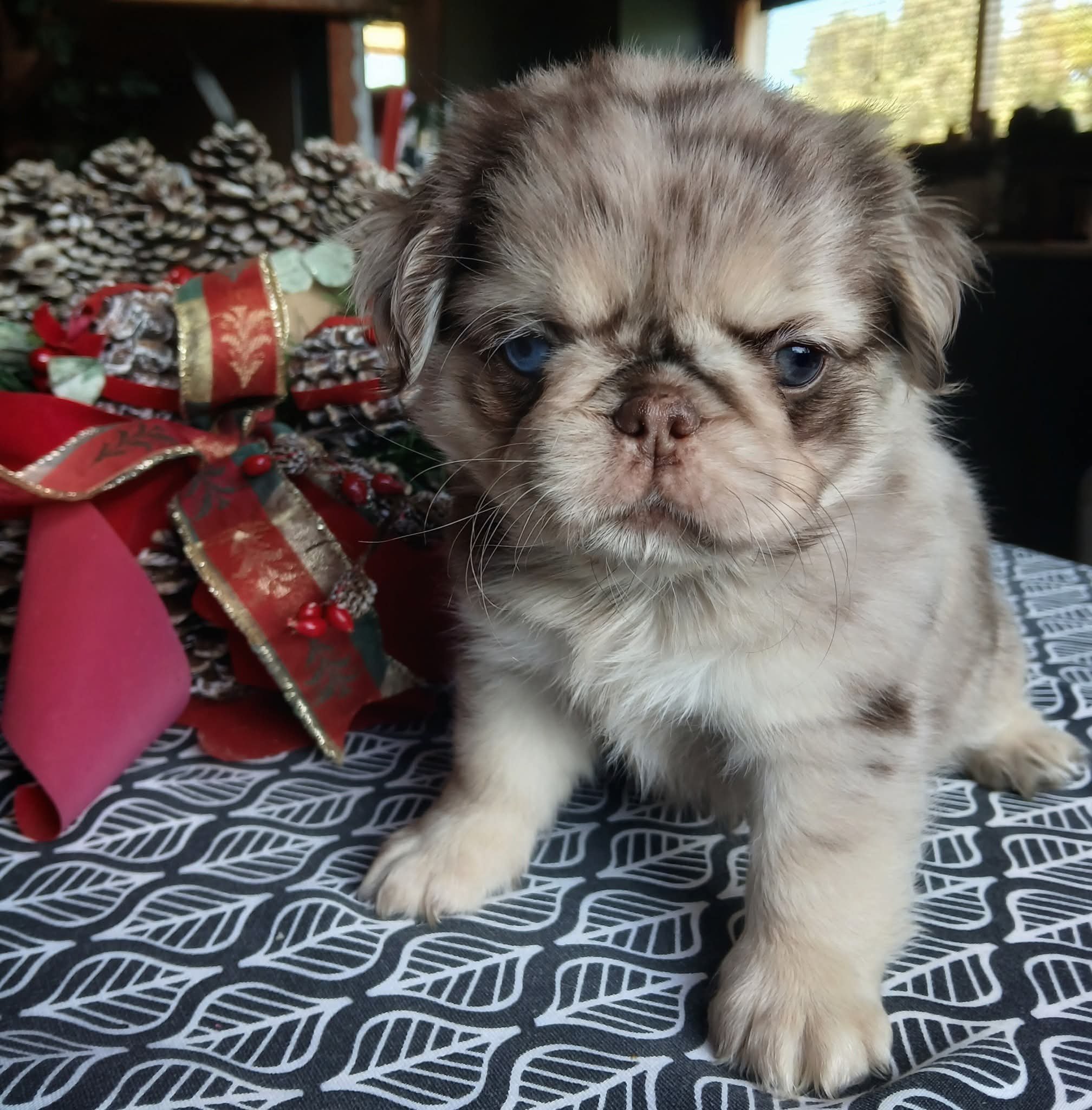 Cookie is a chocolate and tan merle coloured Pug puppy from Le Epitome Kennels in Waikato, New Zealand. She is pictured among Christmas decorations with pinecones, ribbons, and ornaments, showing the soft “Cookies and Cream” colouring that inspired h
