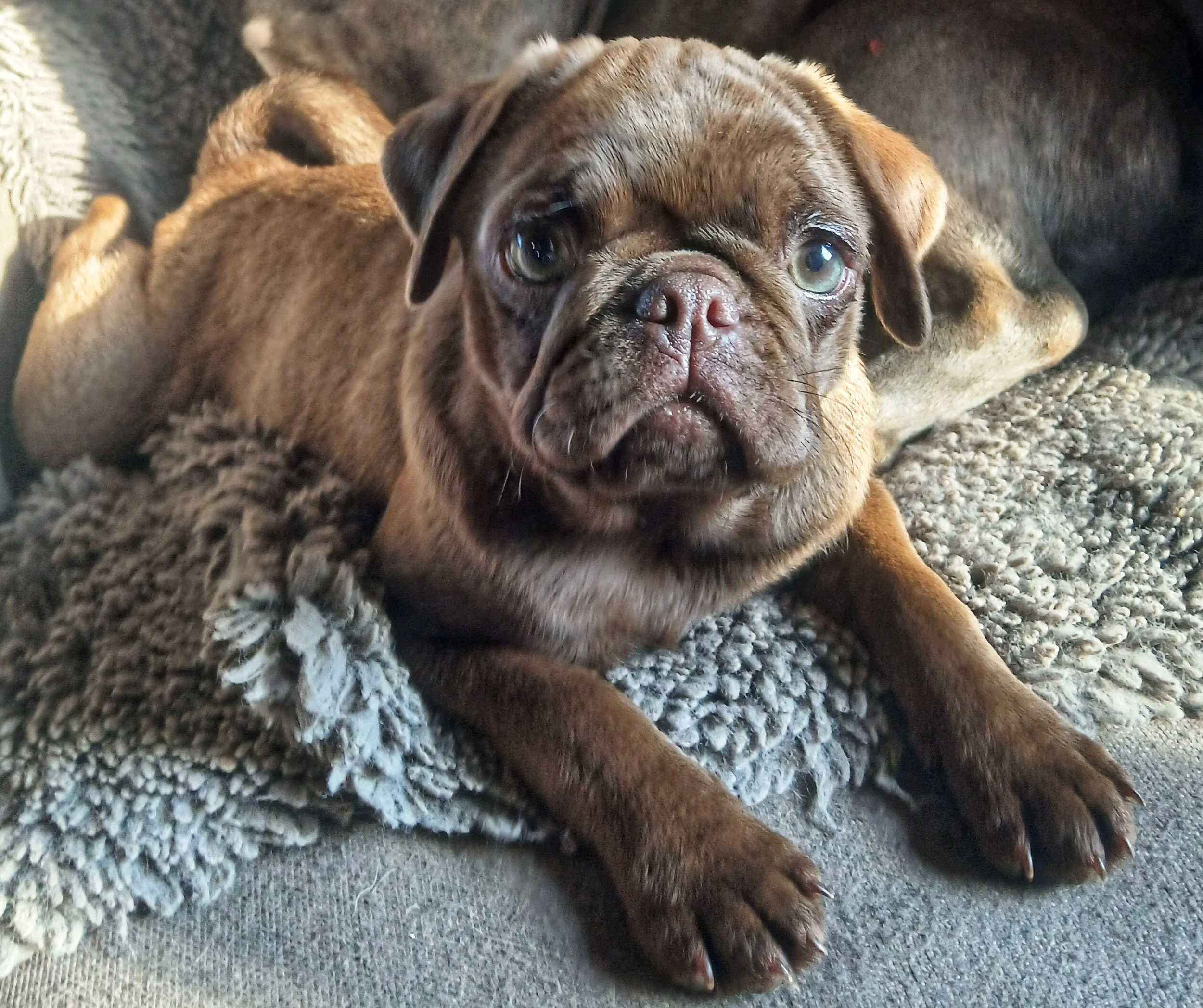 Chocolate coloured Pug puppy bred by Le Epitome Kennels in Waikato, New Zealand, lying on a carpeted armchair and looking at the camera before joining her new home in Tahiti.