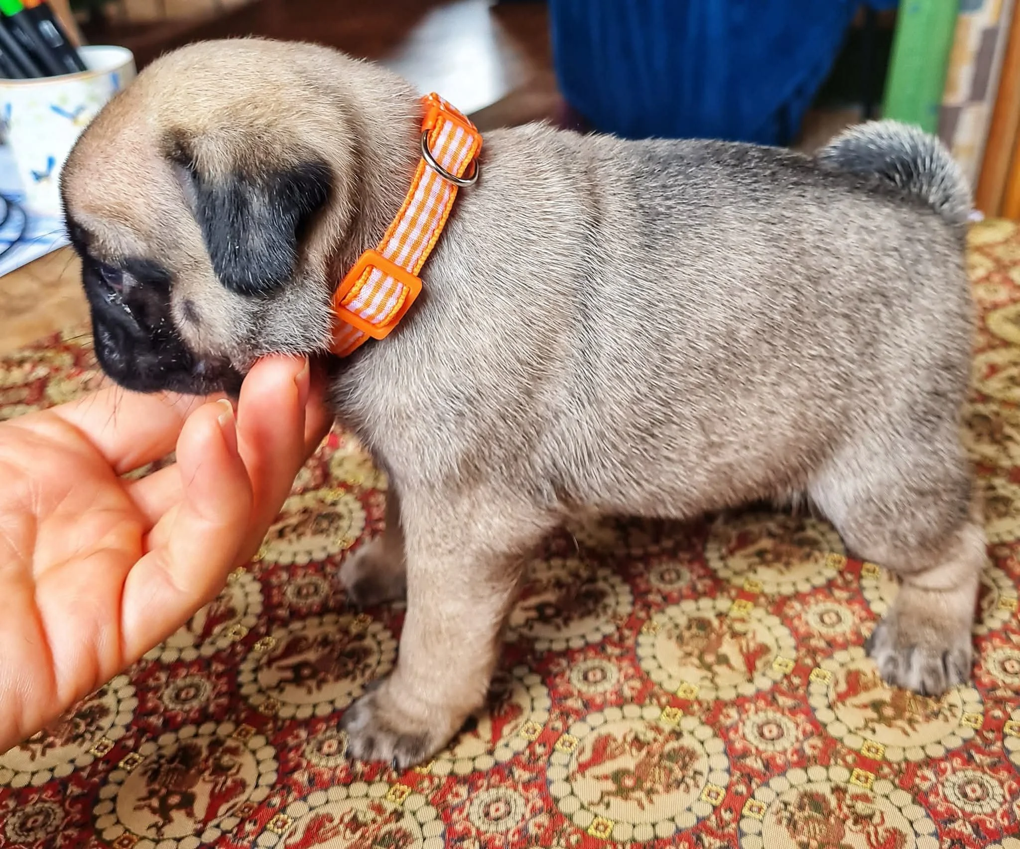 Five-week-old fawn coloured Pug puppy with a black mask and orange striped collar, being gently held while standing on a patterned tablecloth. Bred by Le Epitome Kennels in Waikato, New Zealand.