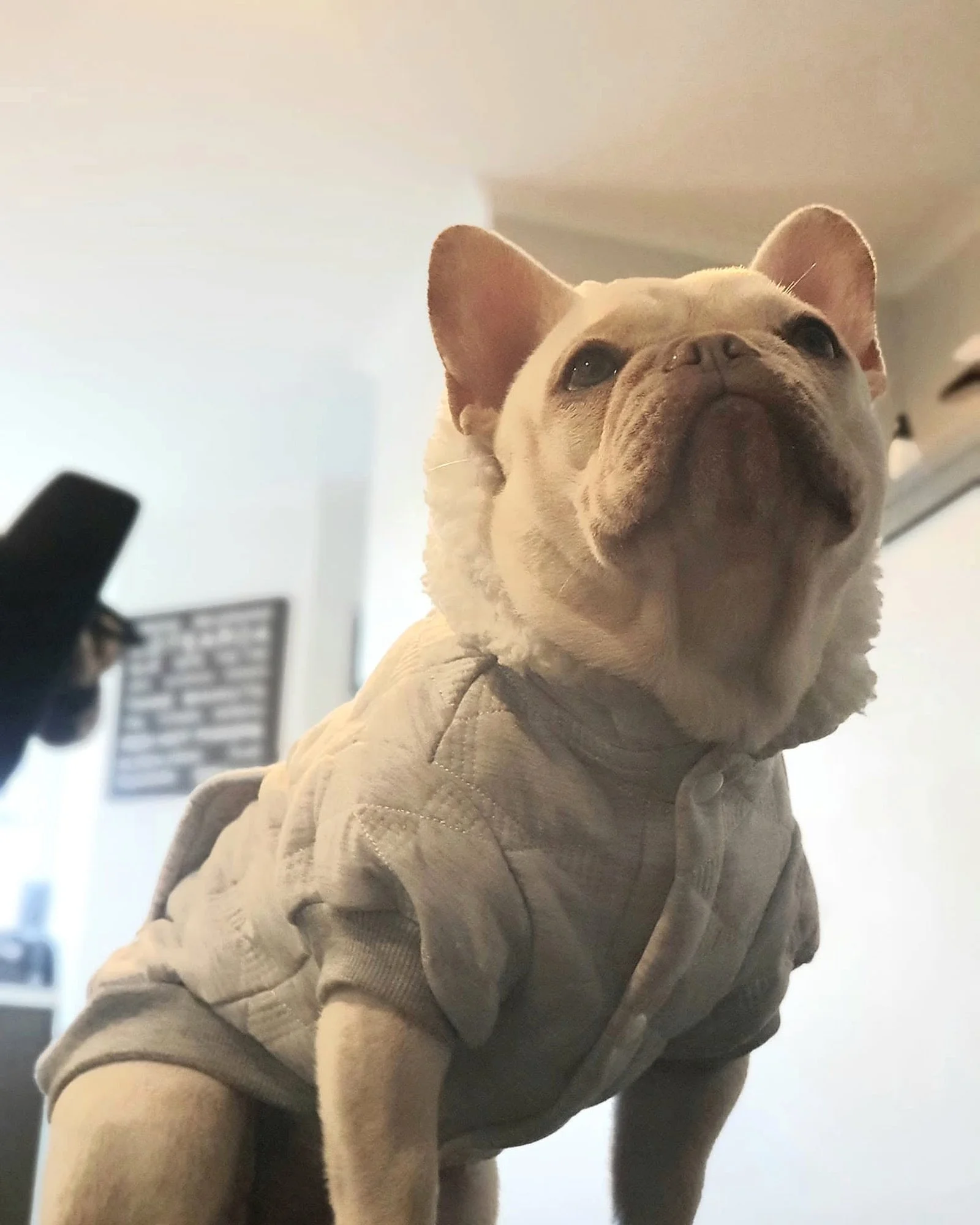 Blue cream French Bulldog puppy from Le Epitome Kennels, sold to Tim Seuren and pictured for an owner review.