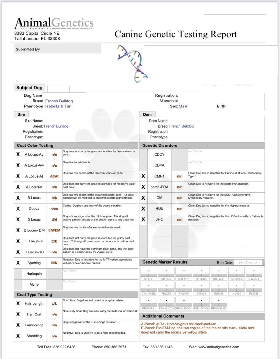 Redacted colour and health DNA report for an Isabella and tan French Bulldog male, showing tan point, testable chocolate, dilution and cocoa carrier status.