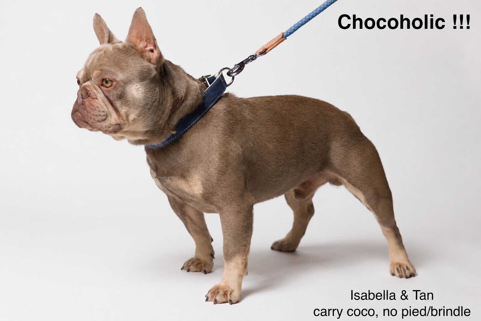 Isabella French Bulldog Stud used by Le Epitome Kennels in Waikato New Zealand