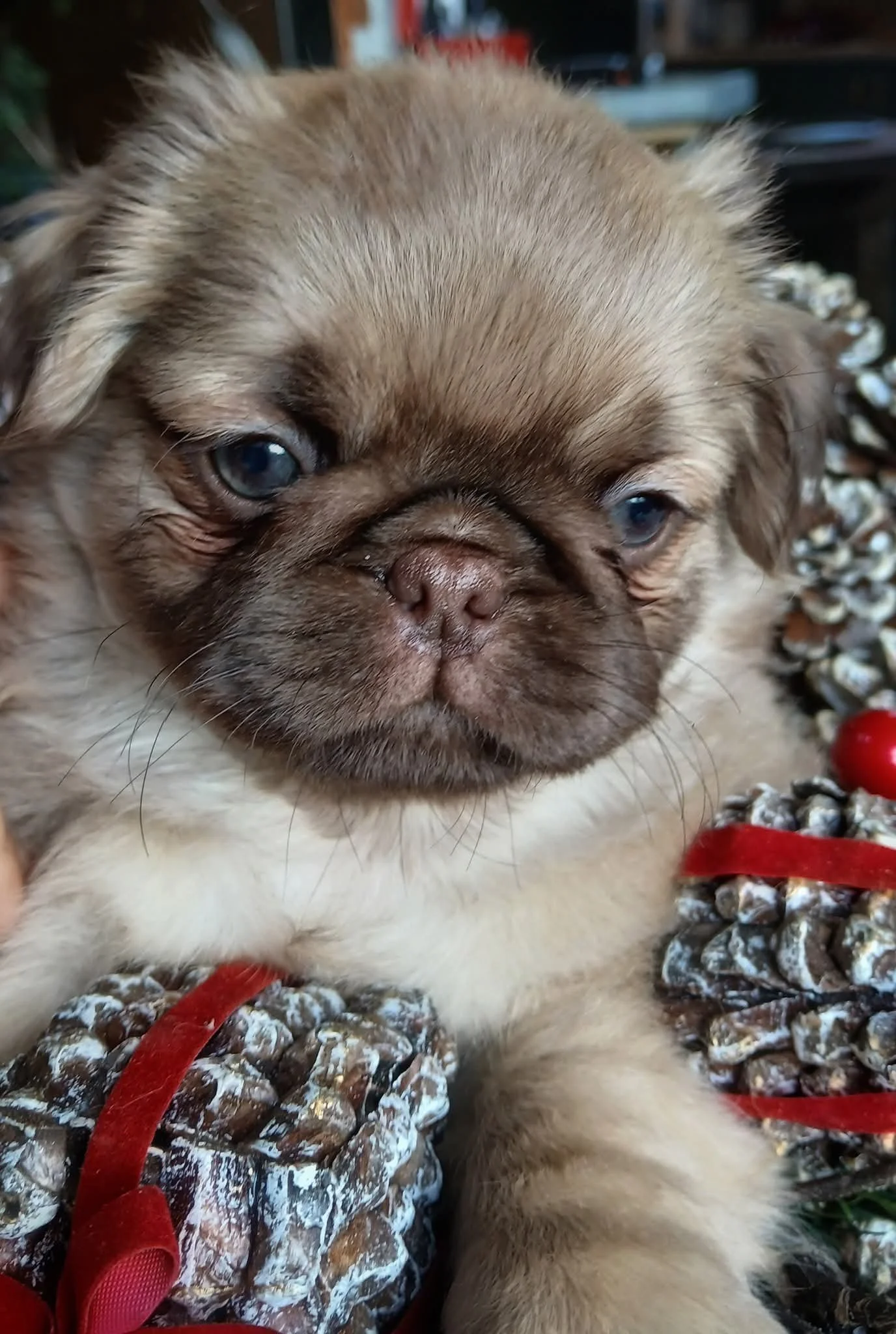 Lucky is a chocolate fawn coloured Pug puppy with a fluffy coat and dark facial mask, nestled among pinecones and a red ribbon. He is a future stud dog bred by Le Epitome Kennels in Waikato, New Zealand.
