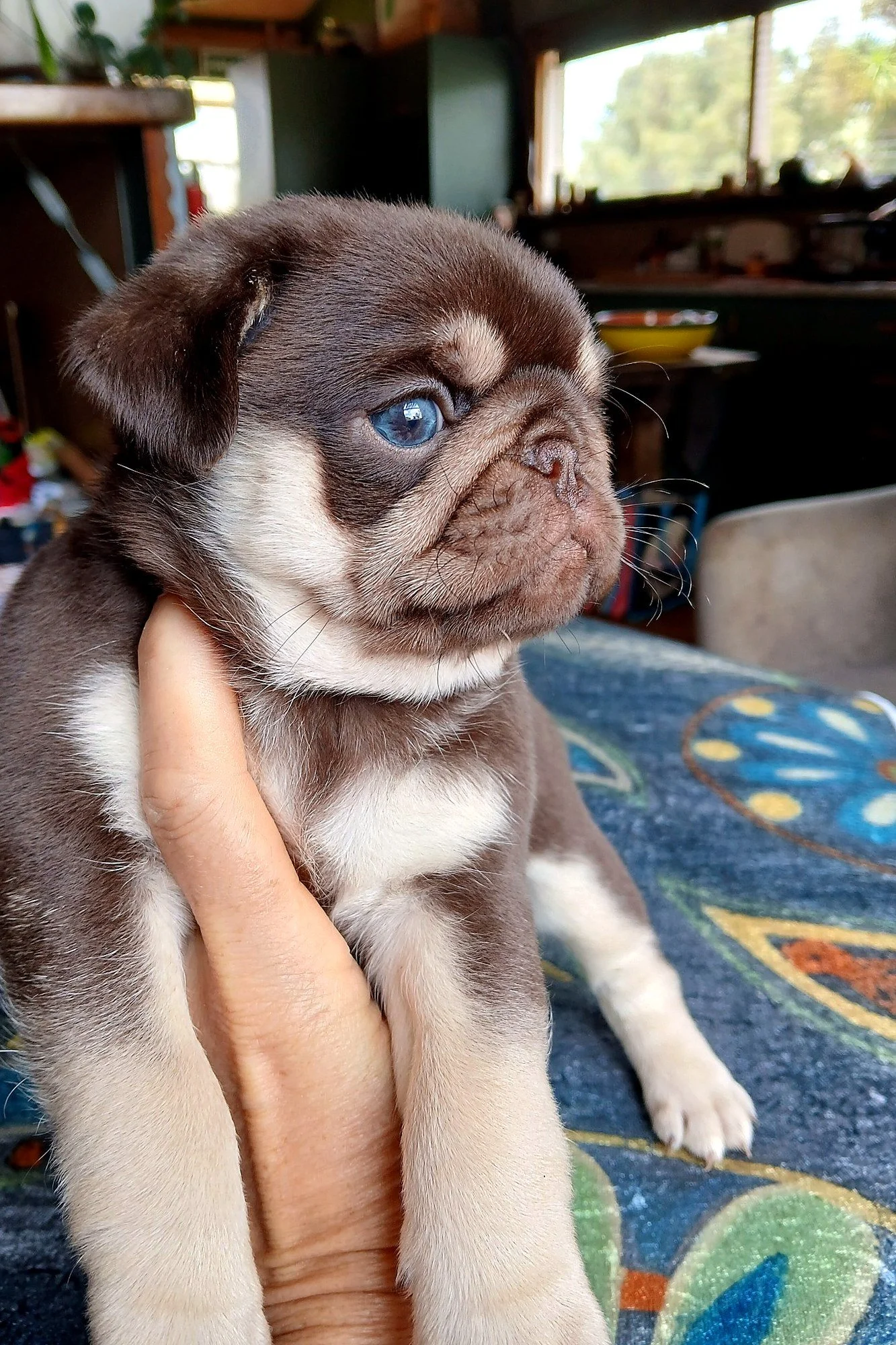lek_waikato_chocolate_and_tan_pug_puppy_profile.jpg