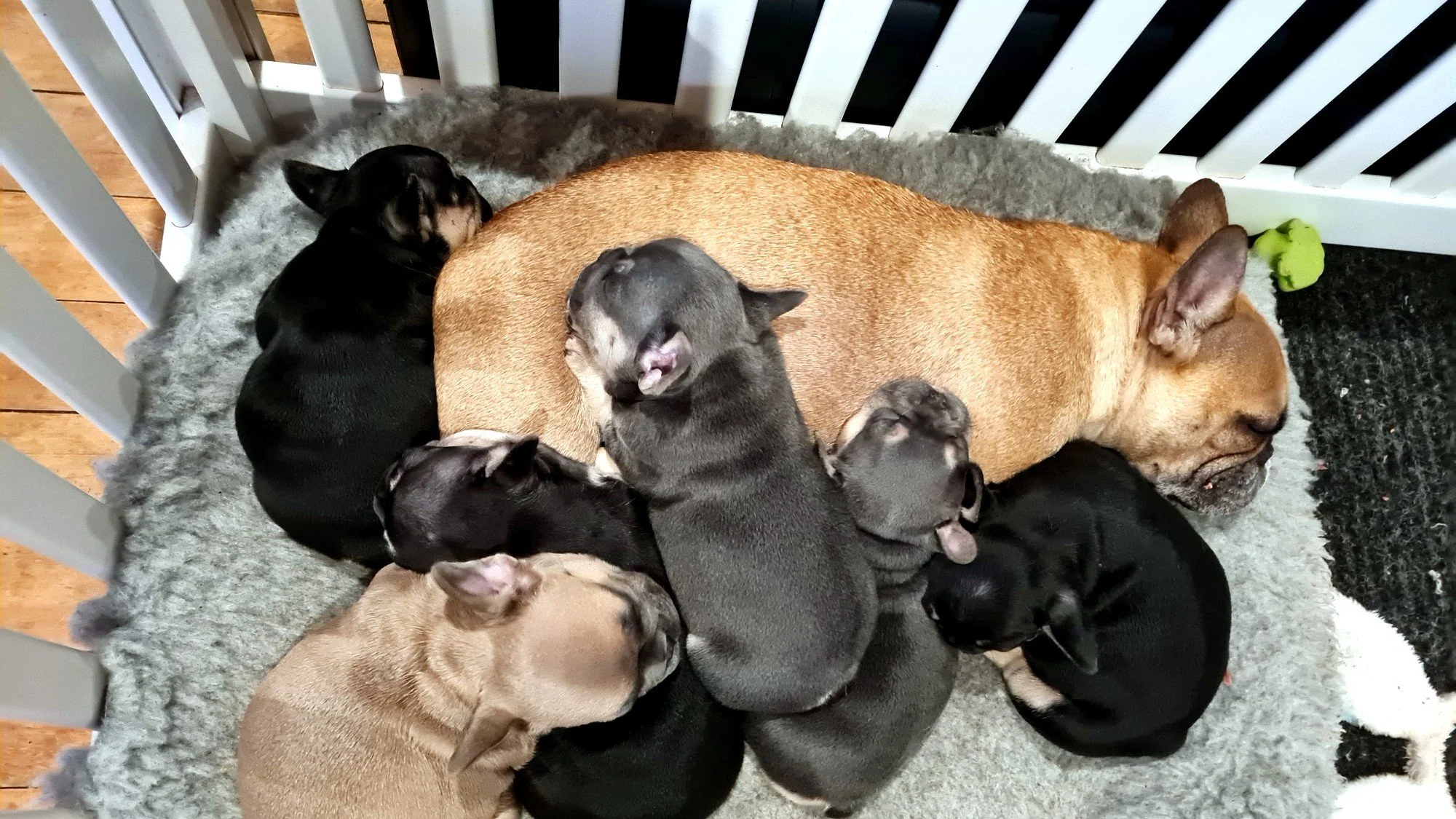 lek_waikato_betty_fawn_pied_french_bulldog_dam_with_pups.jpg